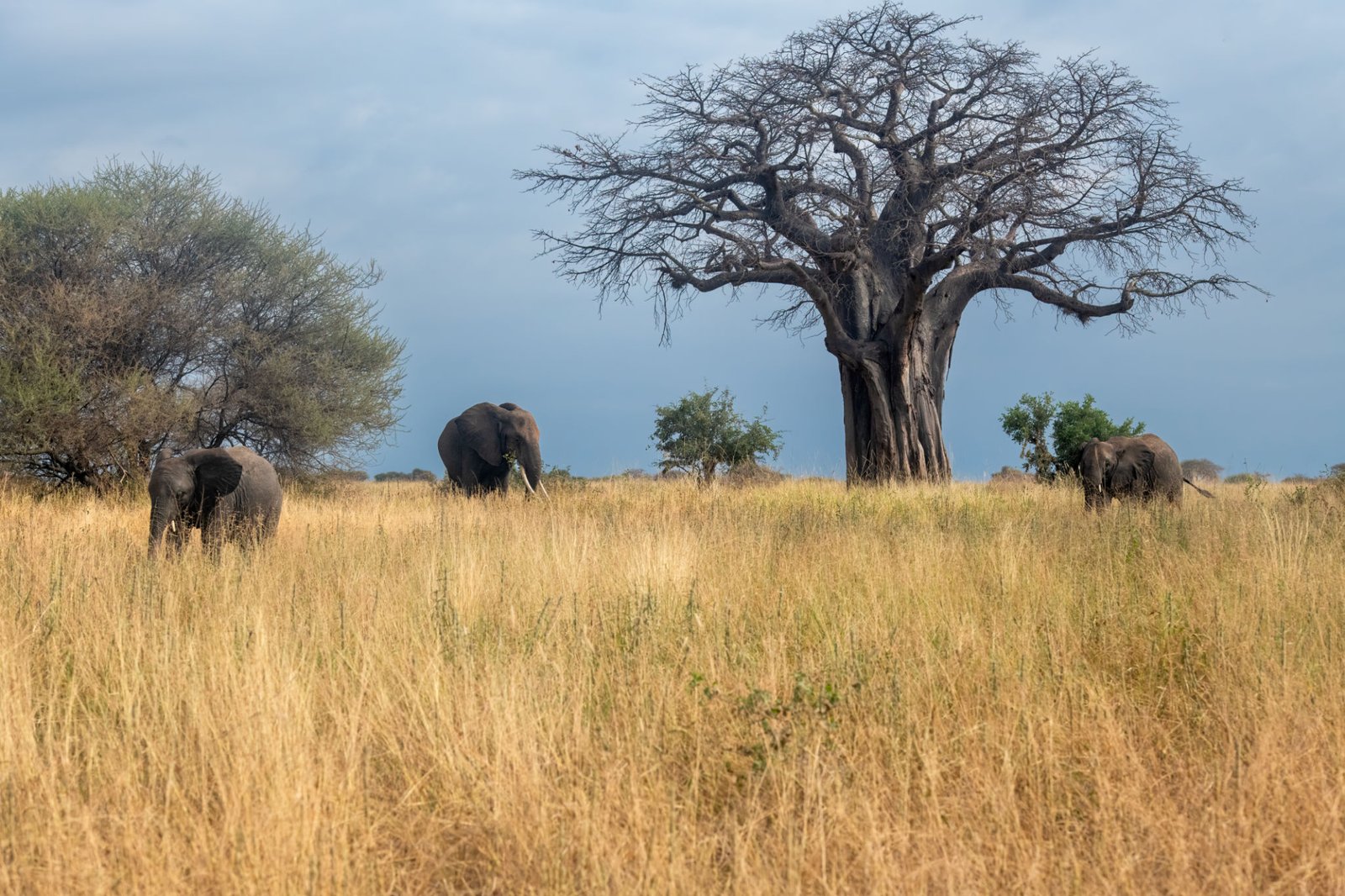 Tarangire National Park