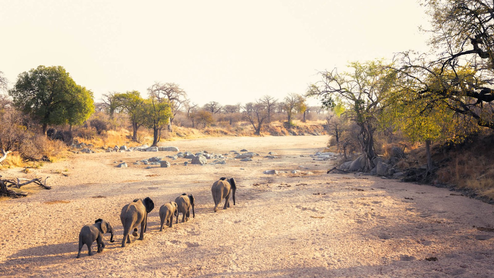 9 Day Tanzania Premier Wildlife - Island Escape