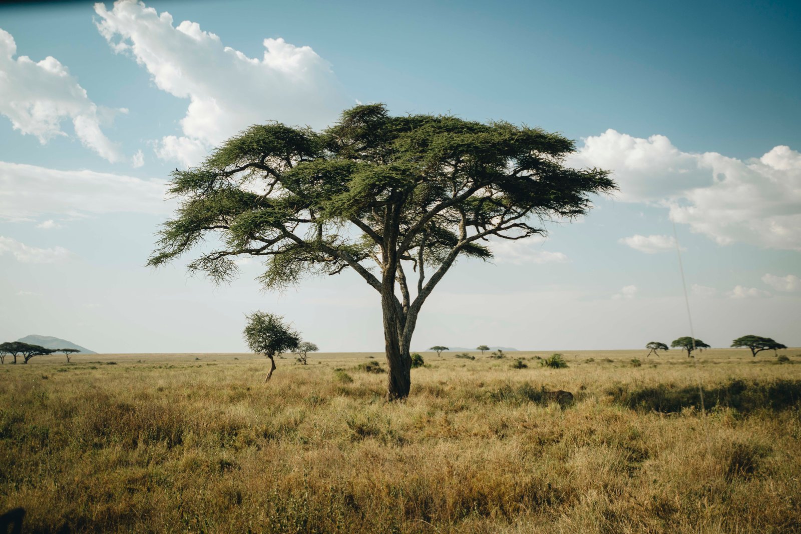 A 10 Luxury Safari - Island Adventure