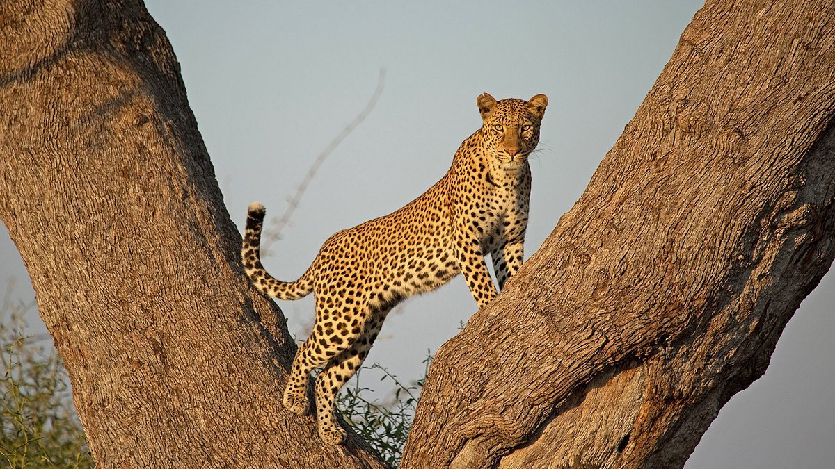 12 Days Western Tanzania Adventure