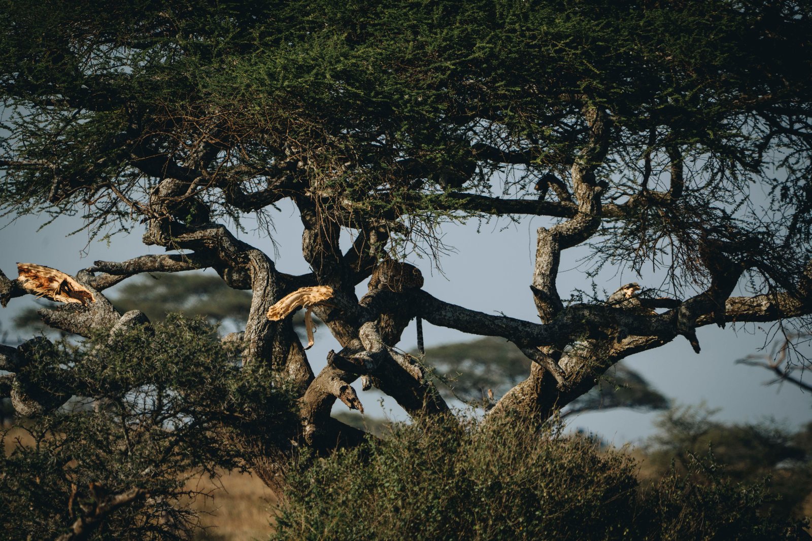 8 Day Southern Tanzania Grand Circuit