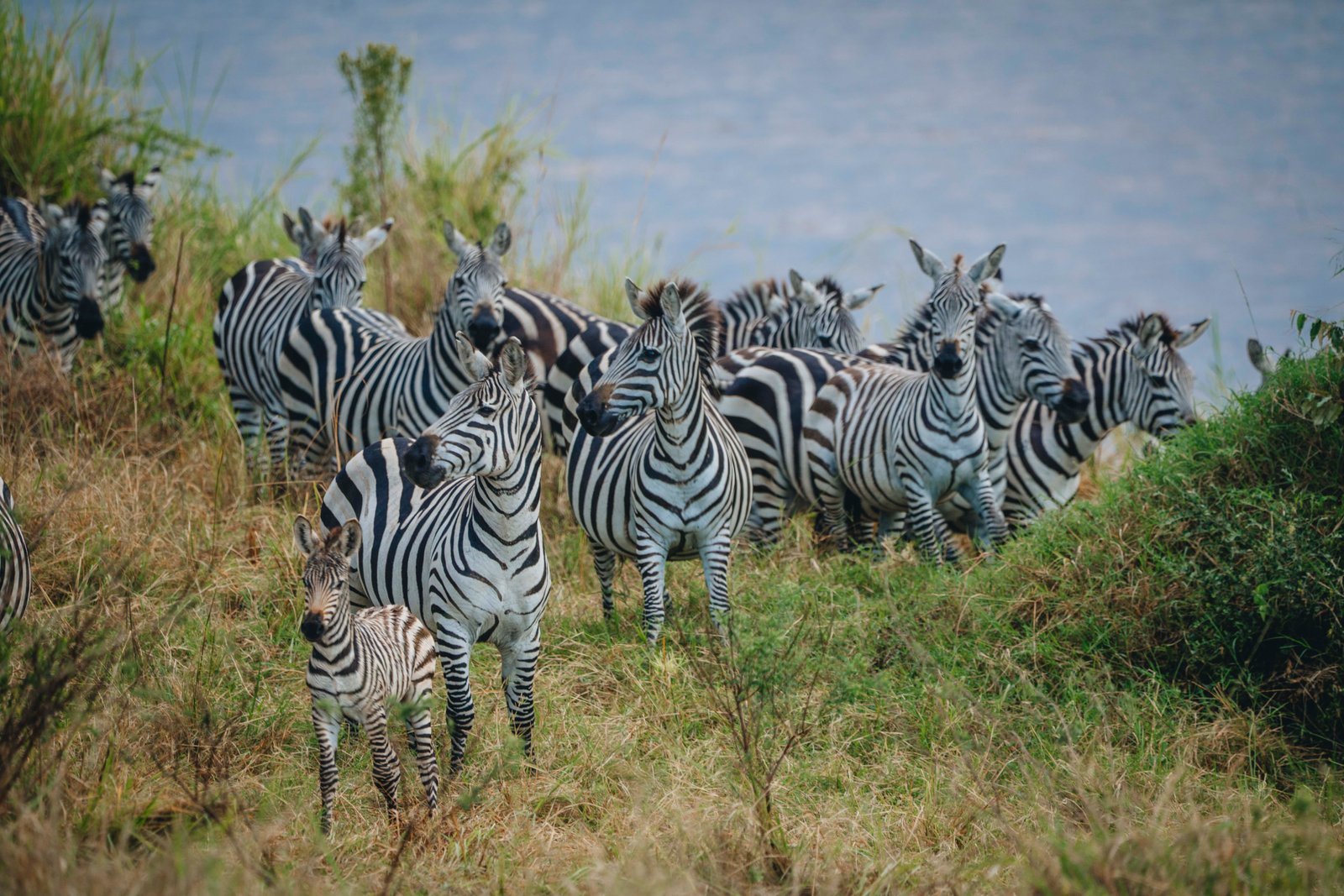 A Deep Wildlife Expedition Through Tanzania Greatest Show on Earth.