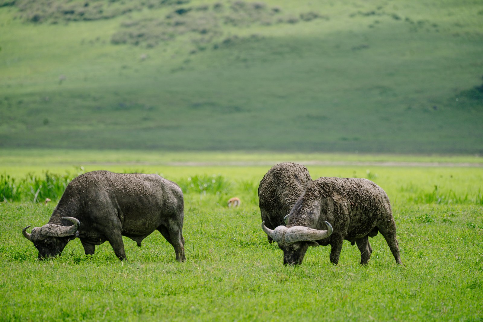 7 Days Fly‑In Serengeti, Ngorongoro - Tarangire Luxury Safari
