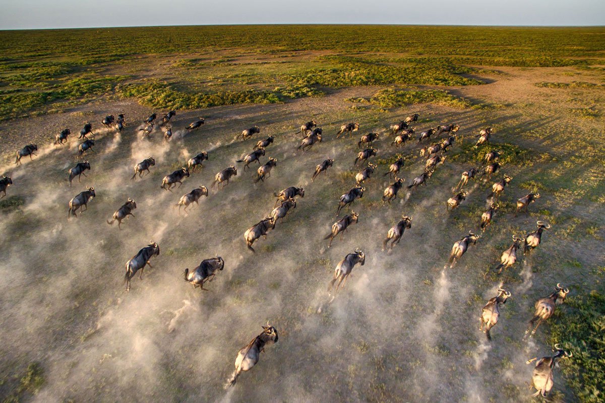 Northern Serengeti Migration Fly in Safari - Ngorongoro Crater