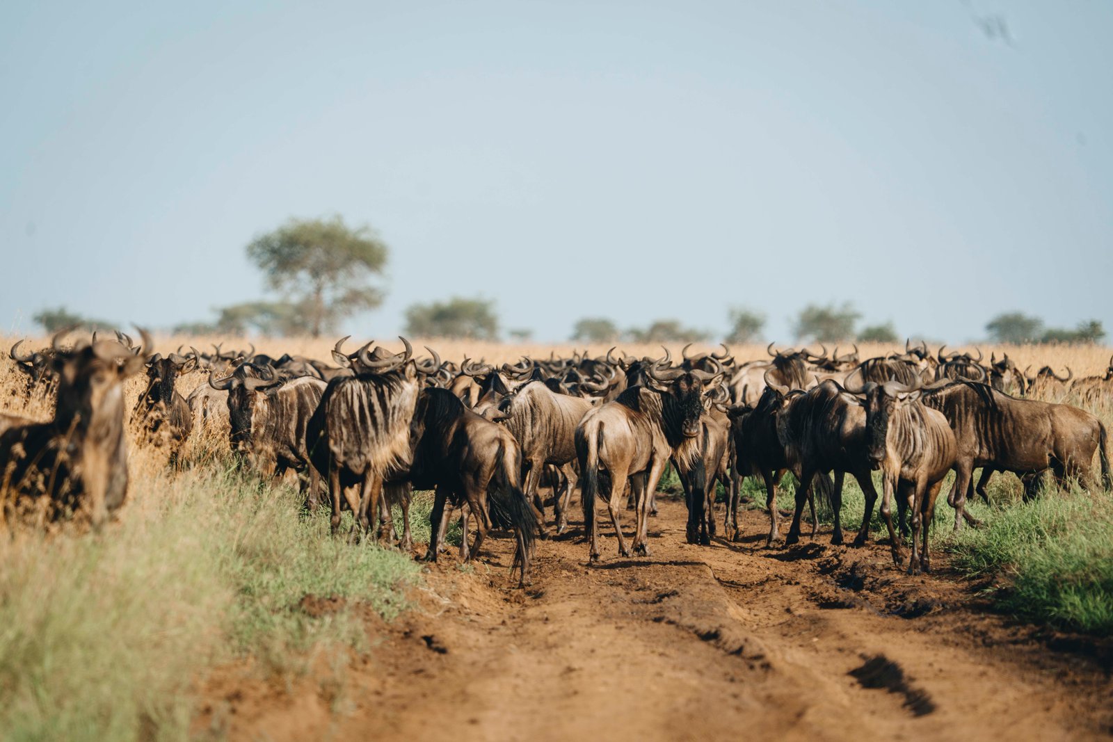 A Deep Wildlife Expedition Through Tanzania Greatest Show on Earth.