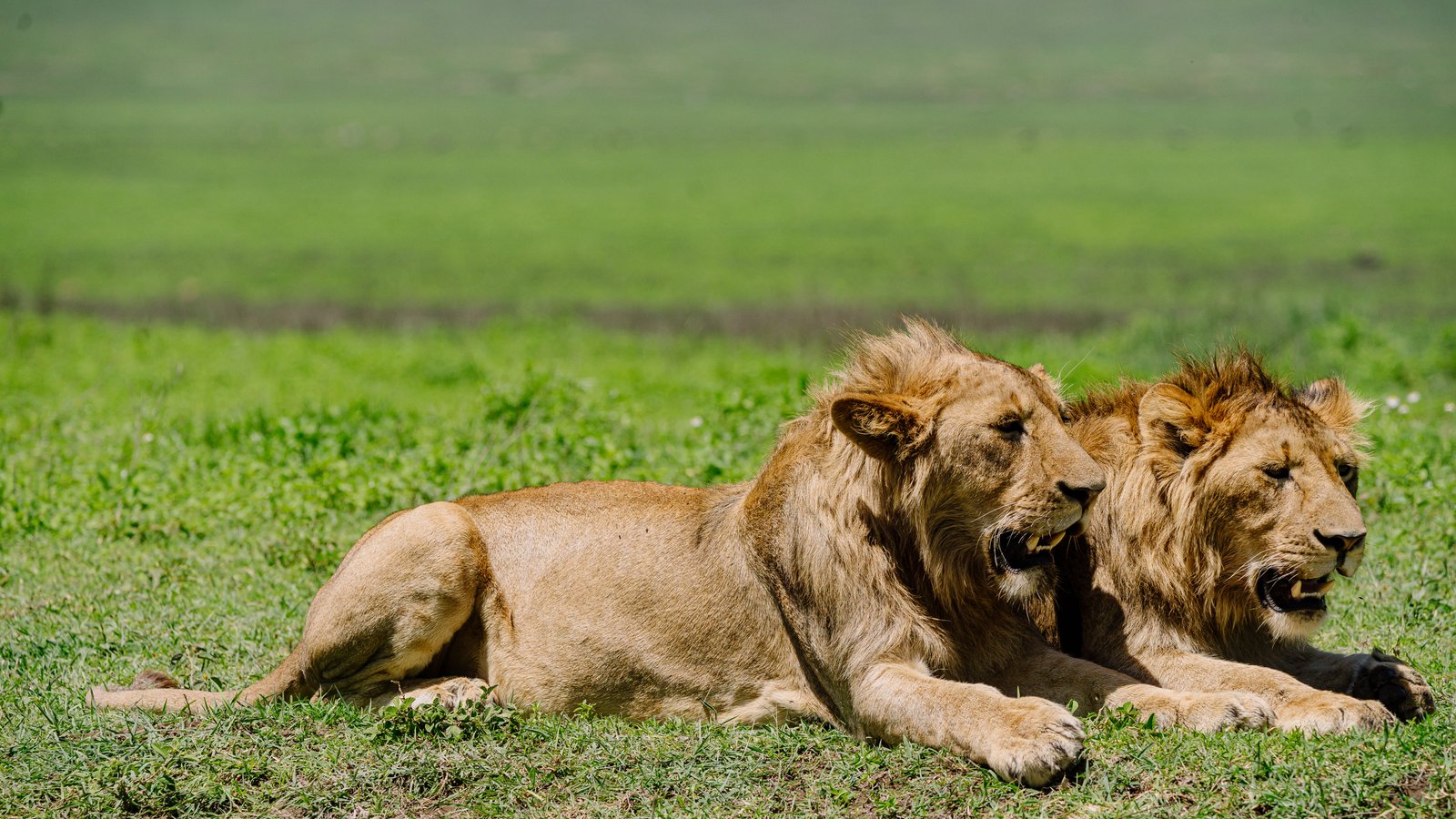 The 10 Day Tanzanian Honeymoon Odyssey