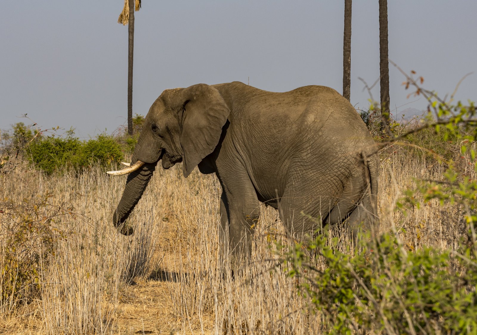 10 Day Southern Tanzania Immersive Safari