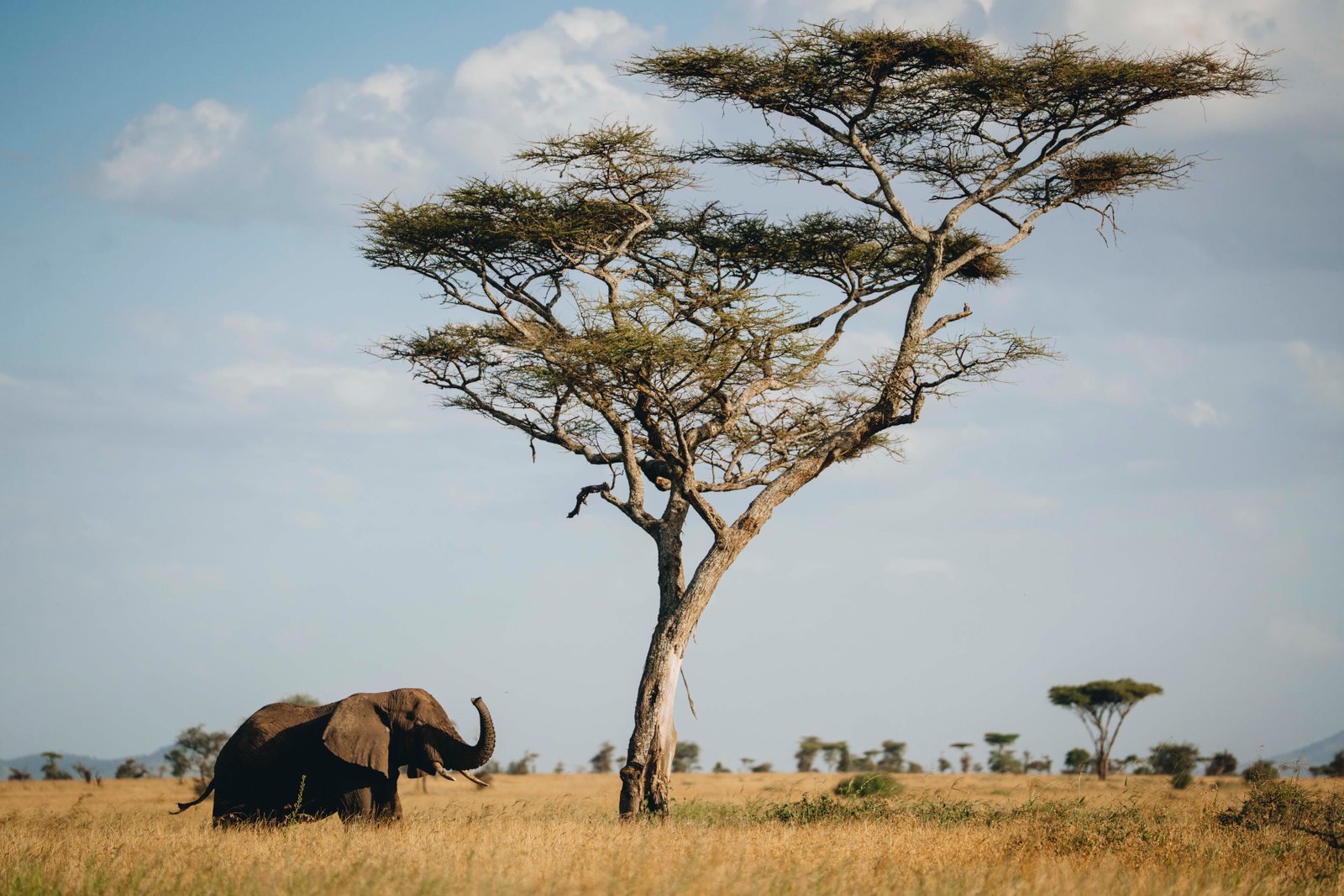 7 Southern Tanzania Grand Safari