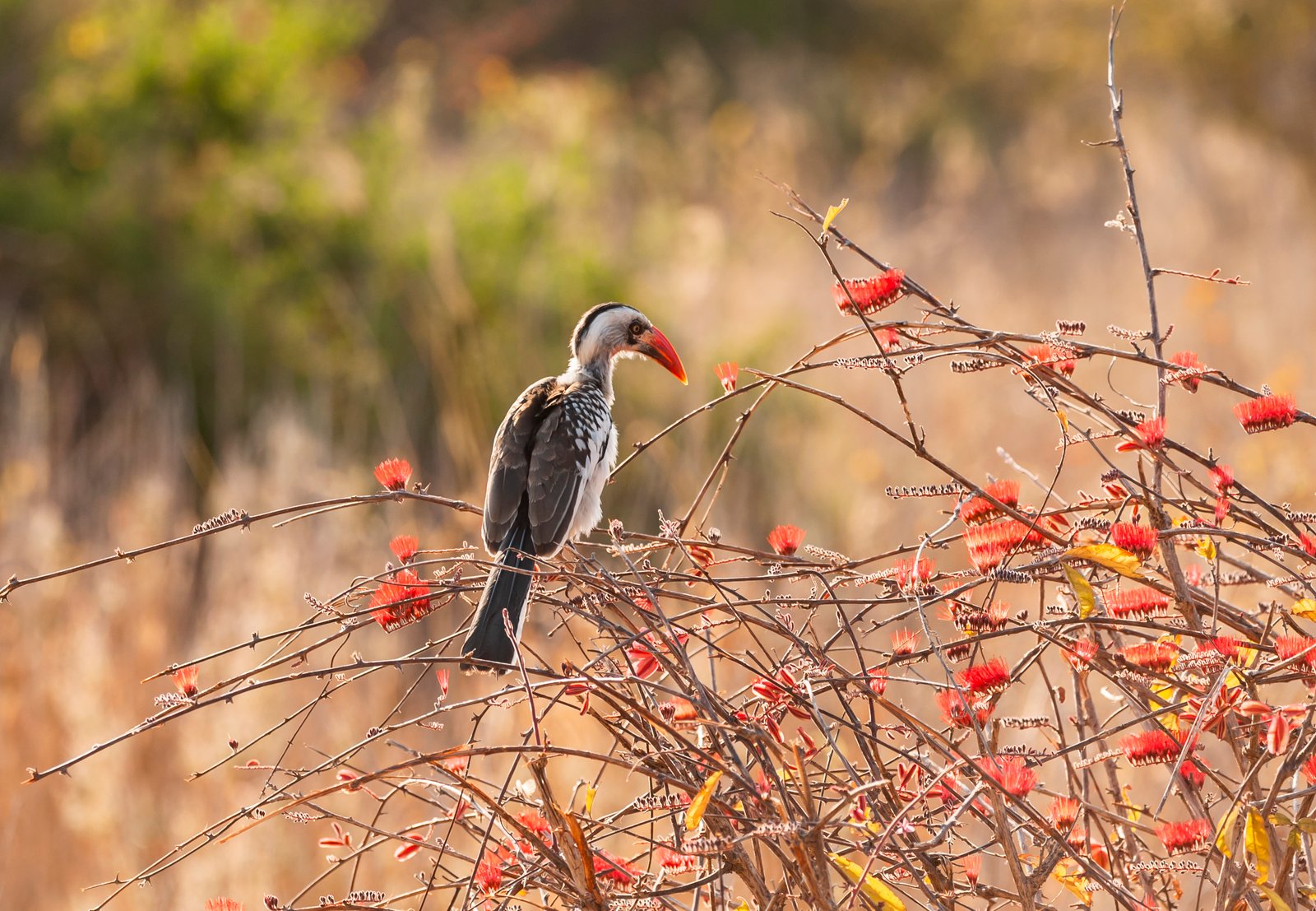 5 Day Southern Tanzania Explorer
