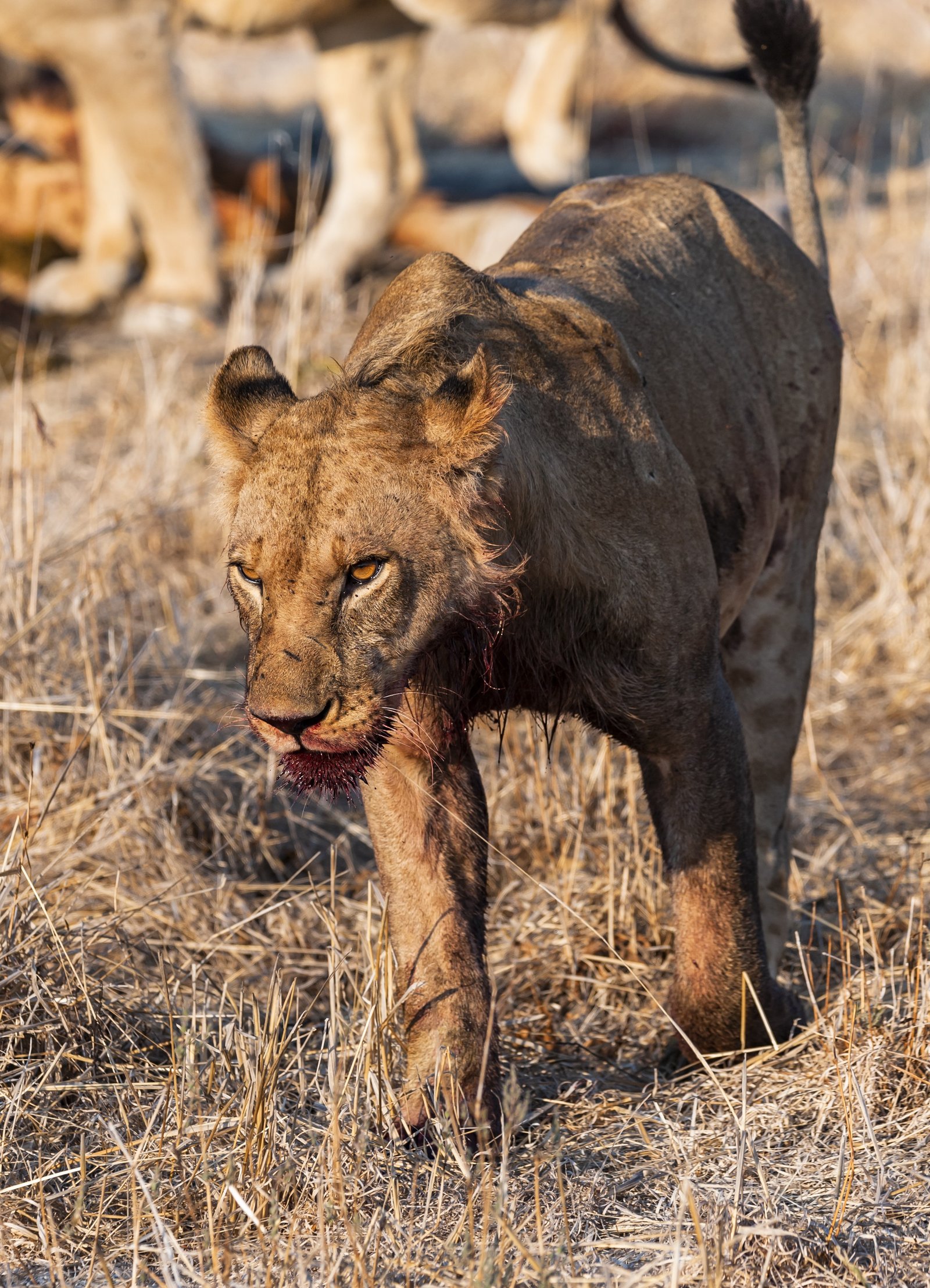 A 4 Day Southern Tanzania Wilderness Discovery