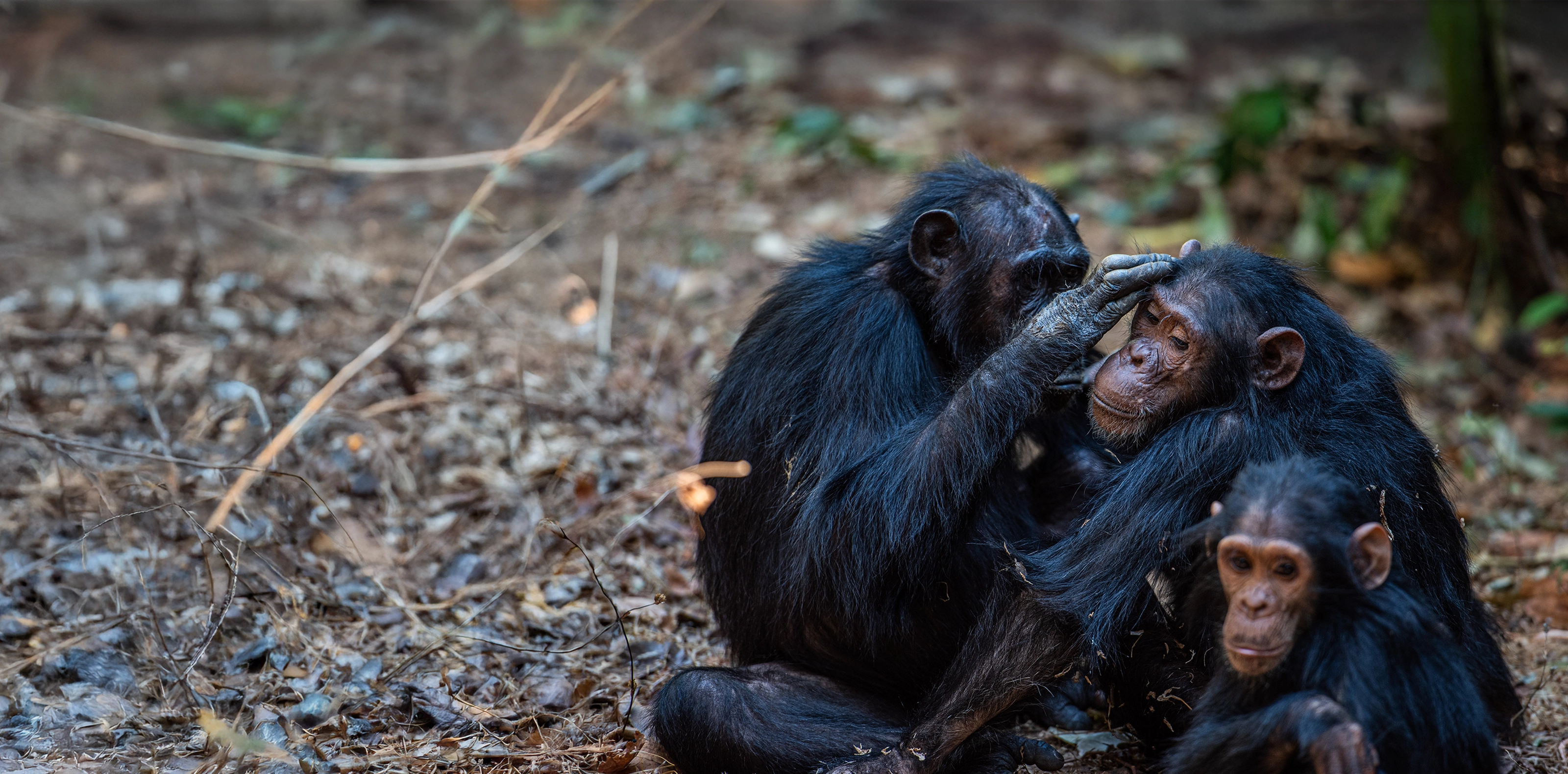 12 Days Western Tanzania Adventure
