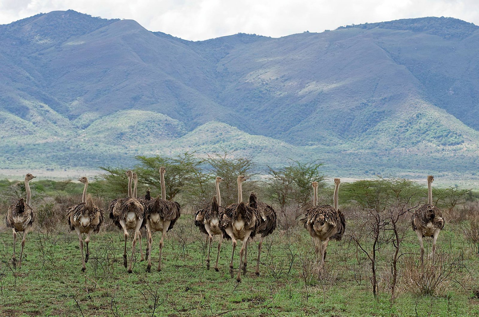 Mkomazi National Park