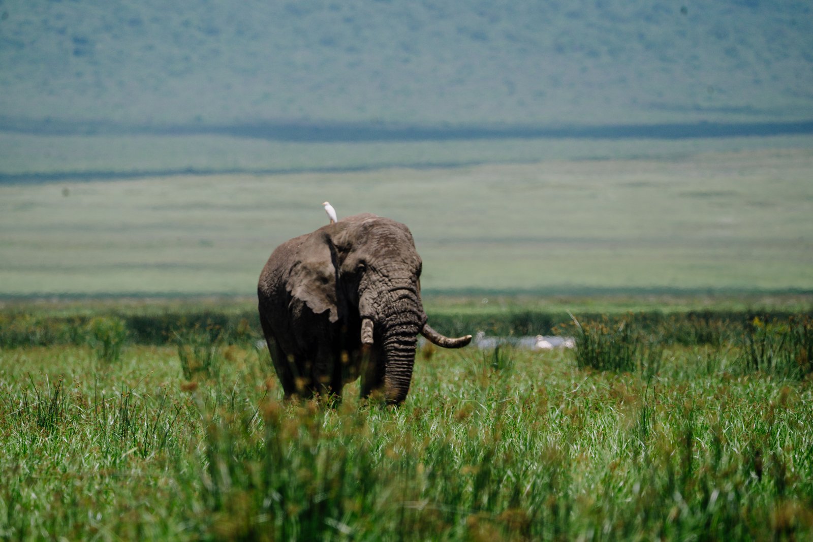 Ngorongoro Crater