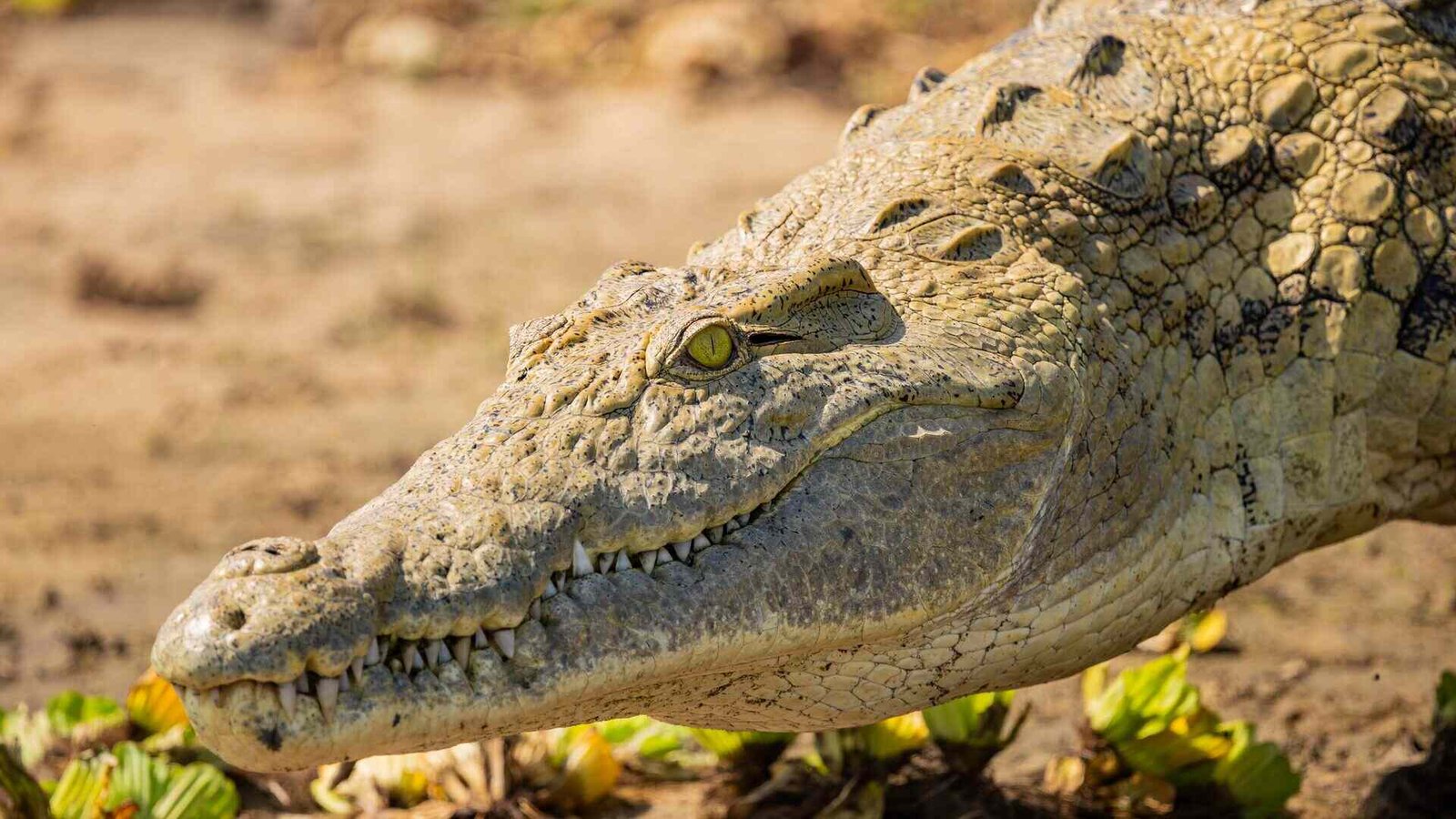 Nyerere National Park