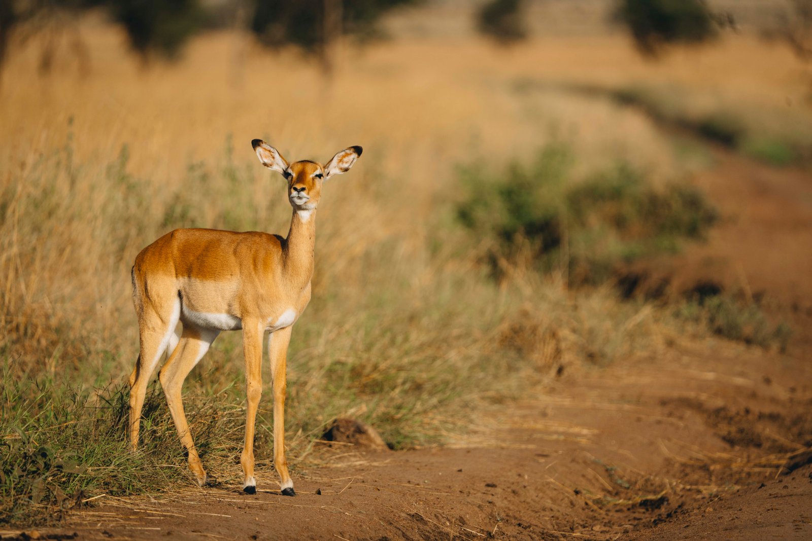 9 Day Tanzania Premier Wildlife - Island Escape