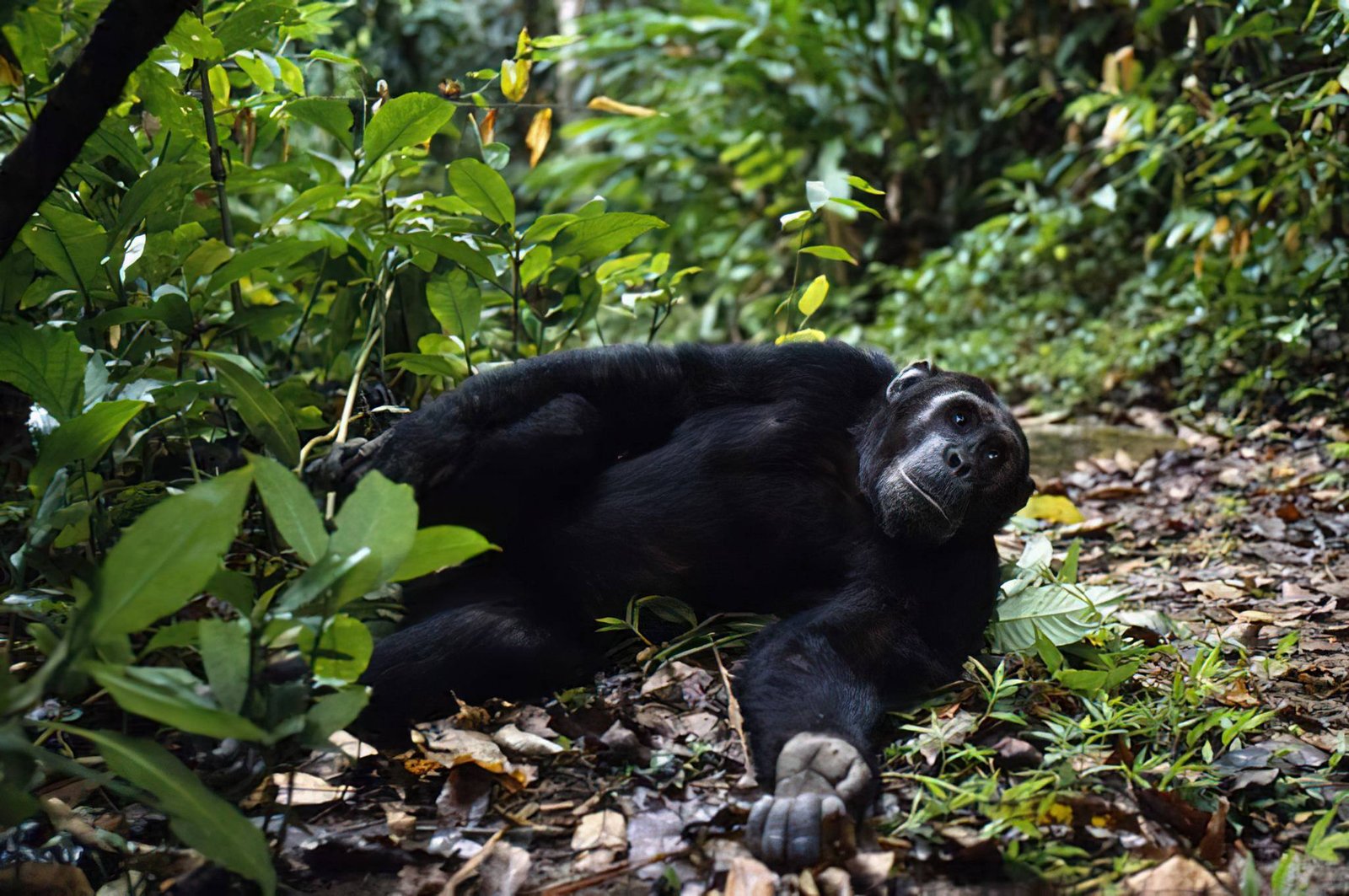 7 Days Western Tanzania Adventure
