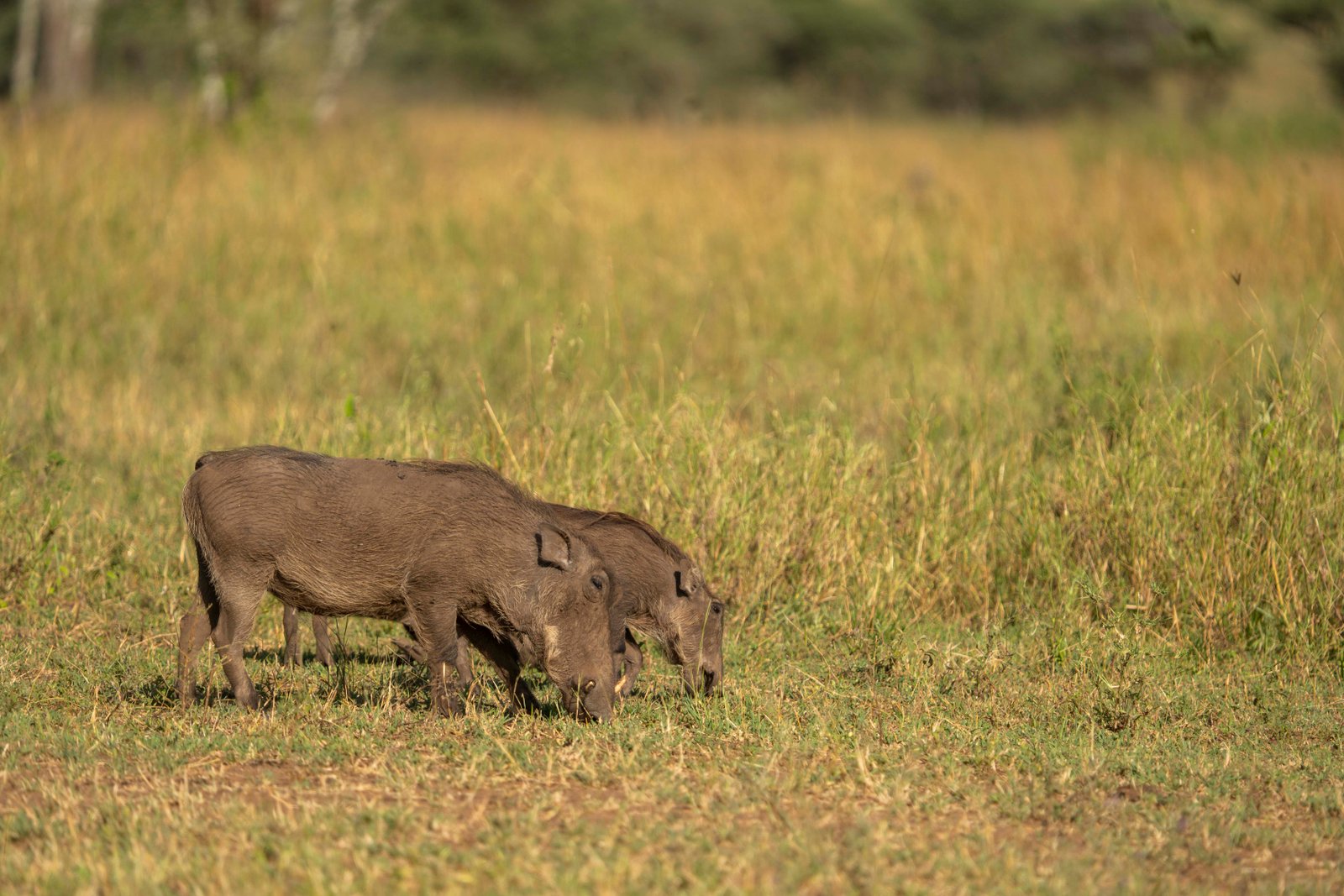 7 Days Wildlife Safari