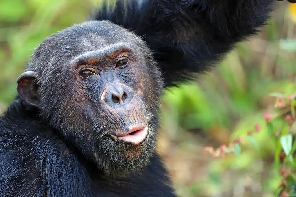 6 Days Western Tanzania Adventure