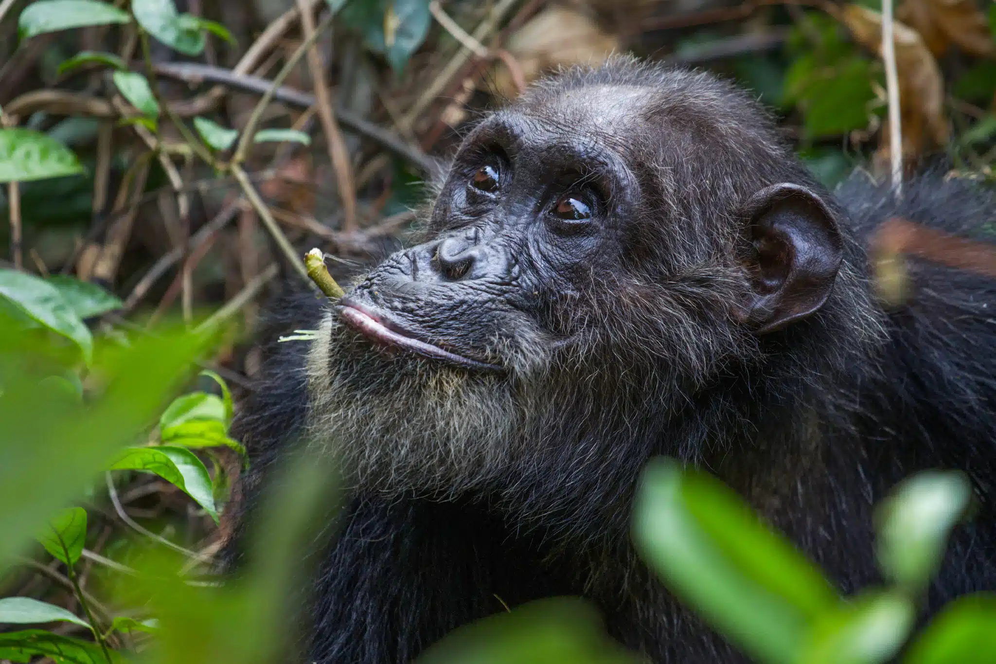 5 Days Western Tanzania Adventure