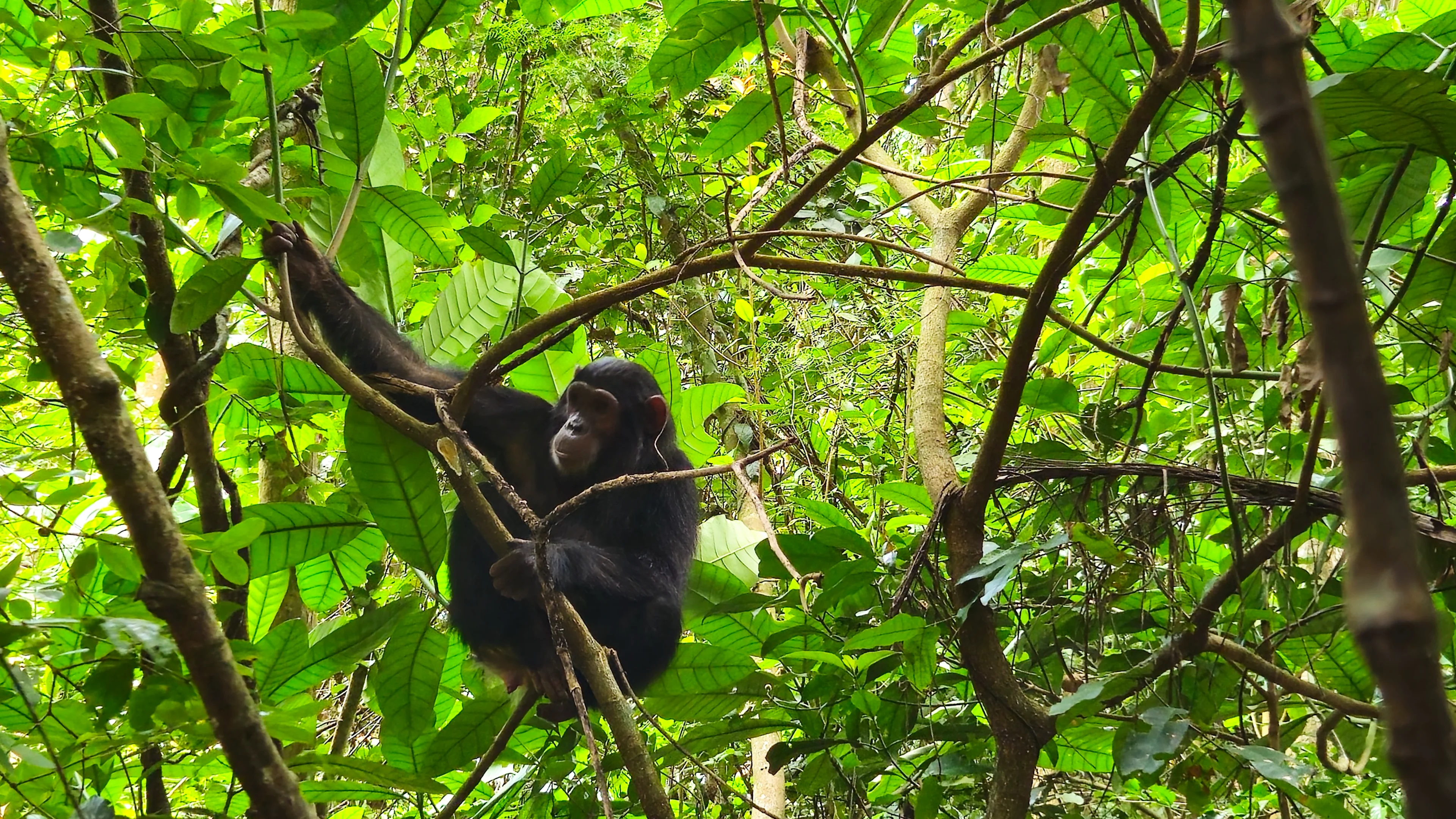 4 Days Gombe Stream Adventure