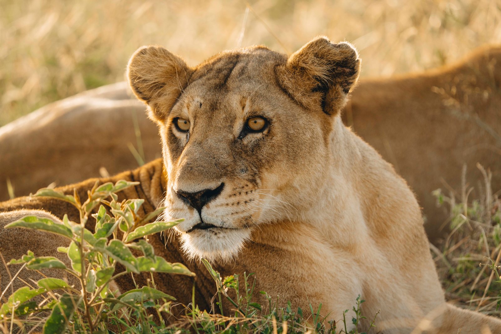 8 Days Luxury Safari