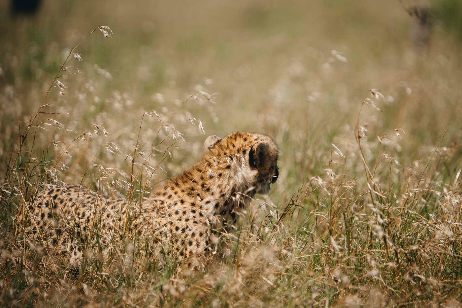7 Days Luxury Safari