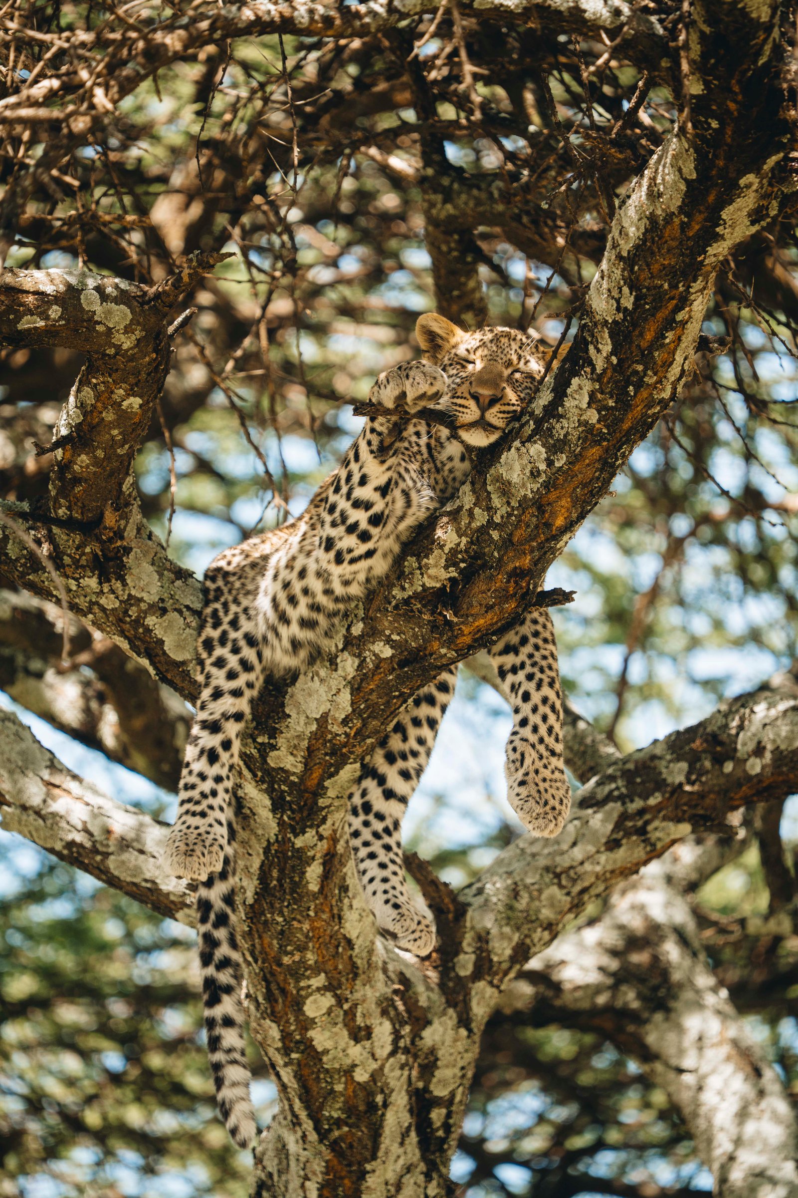 5 Days Wildlife Safari