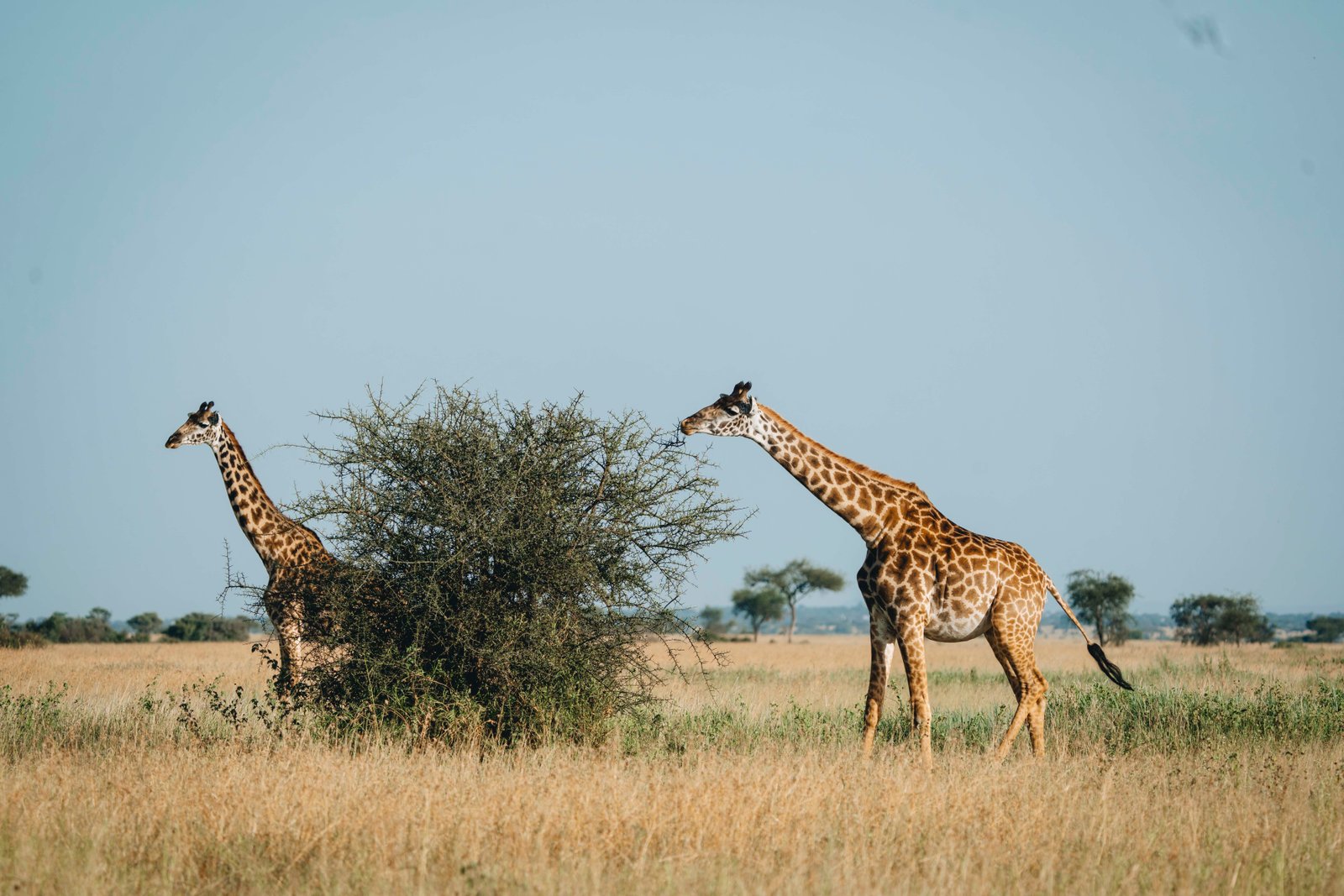 14 Days Safari and Beach