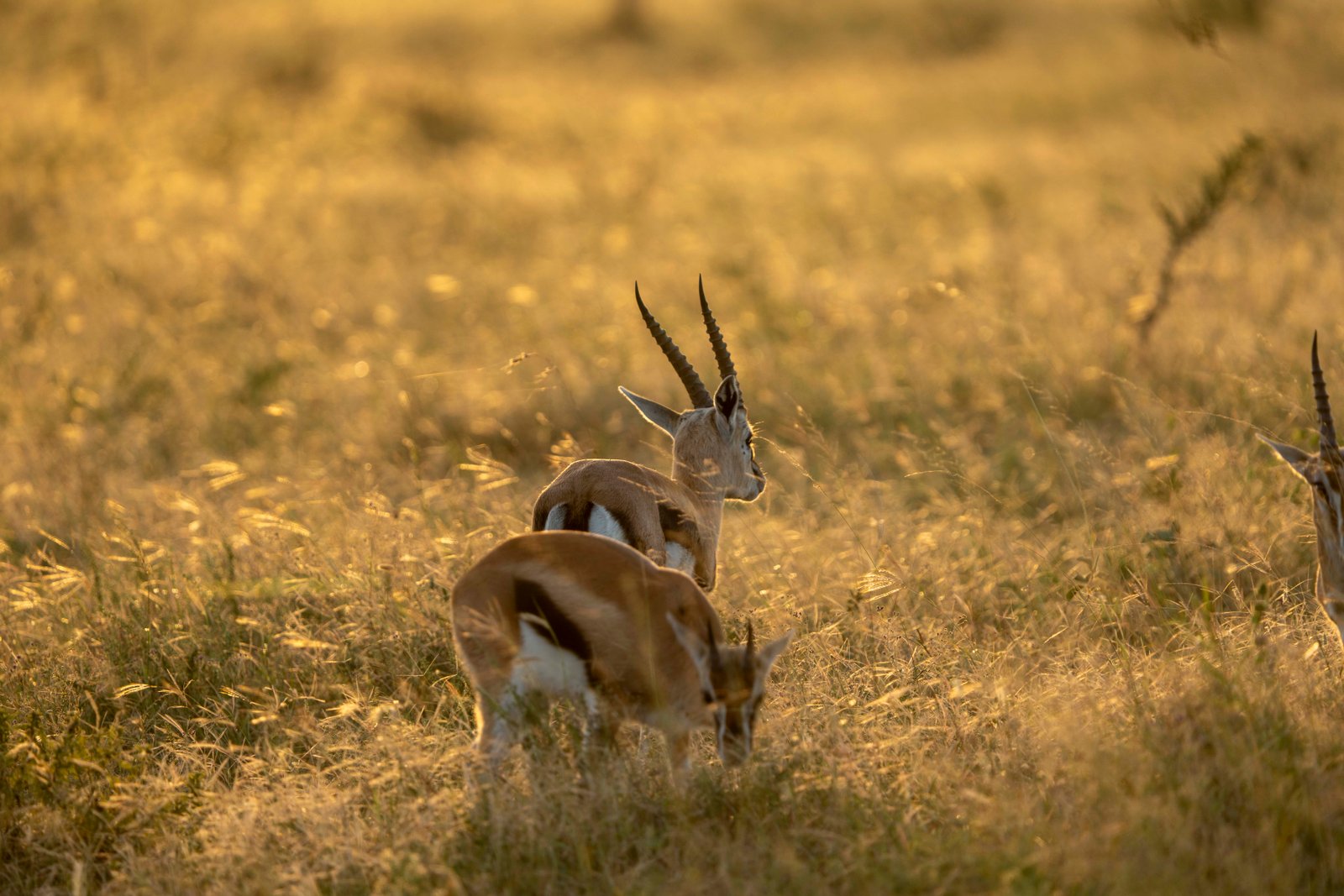 9 Days Tanzania Adventure