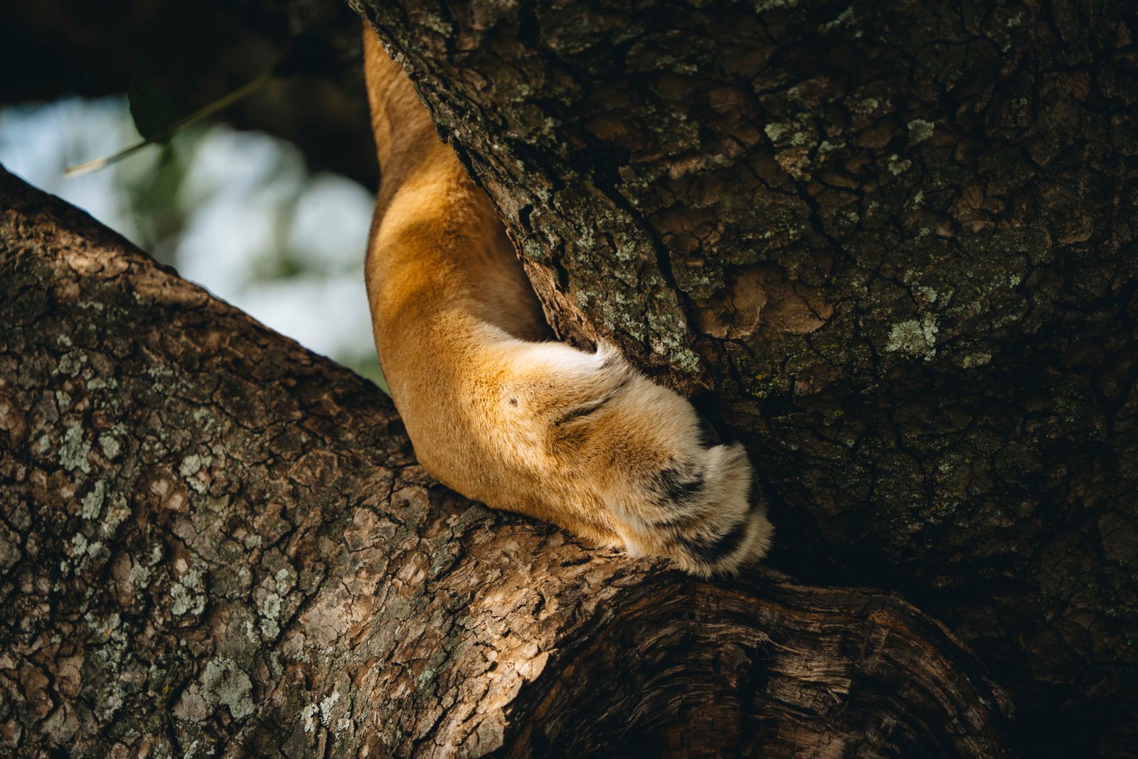 7 Days Wildlife Safari