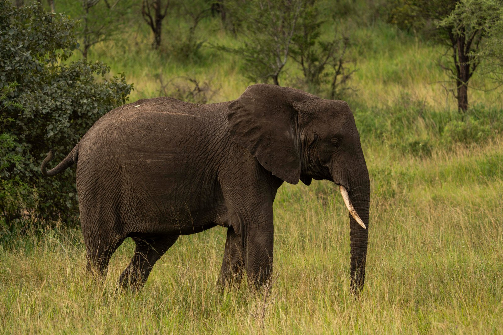 6 Days Safari Highlight