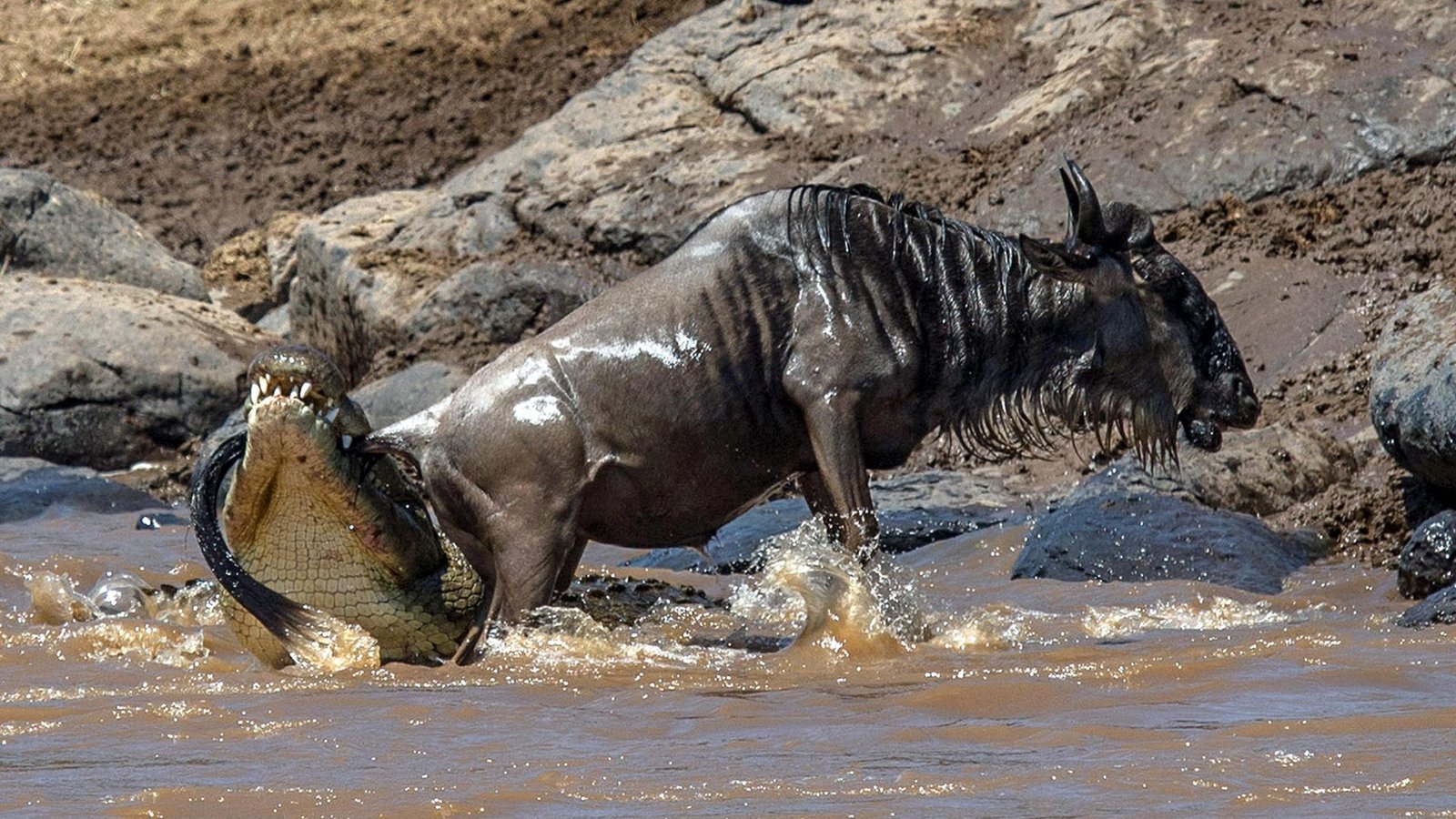 A 14 Day Ultimate Great Migration - Zanzibar Retreat