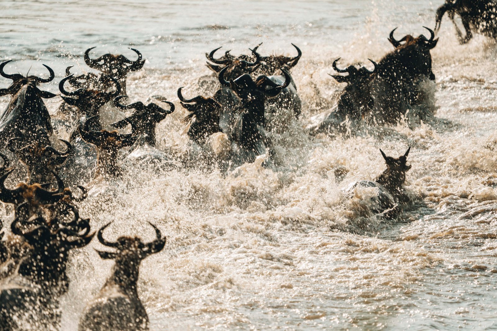 14 DAYS GREAT MIGRATION SAFARI & ZANZIBAR BEACH ESCAPE