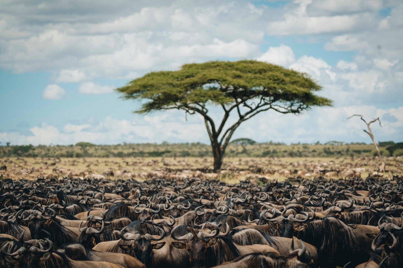 12 DAYS GREAT MIGRATION SAFARI & ZANZIBAR BEACH ESCAPE