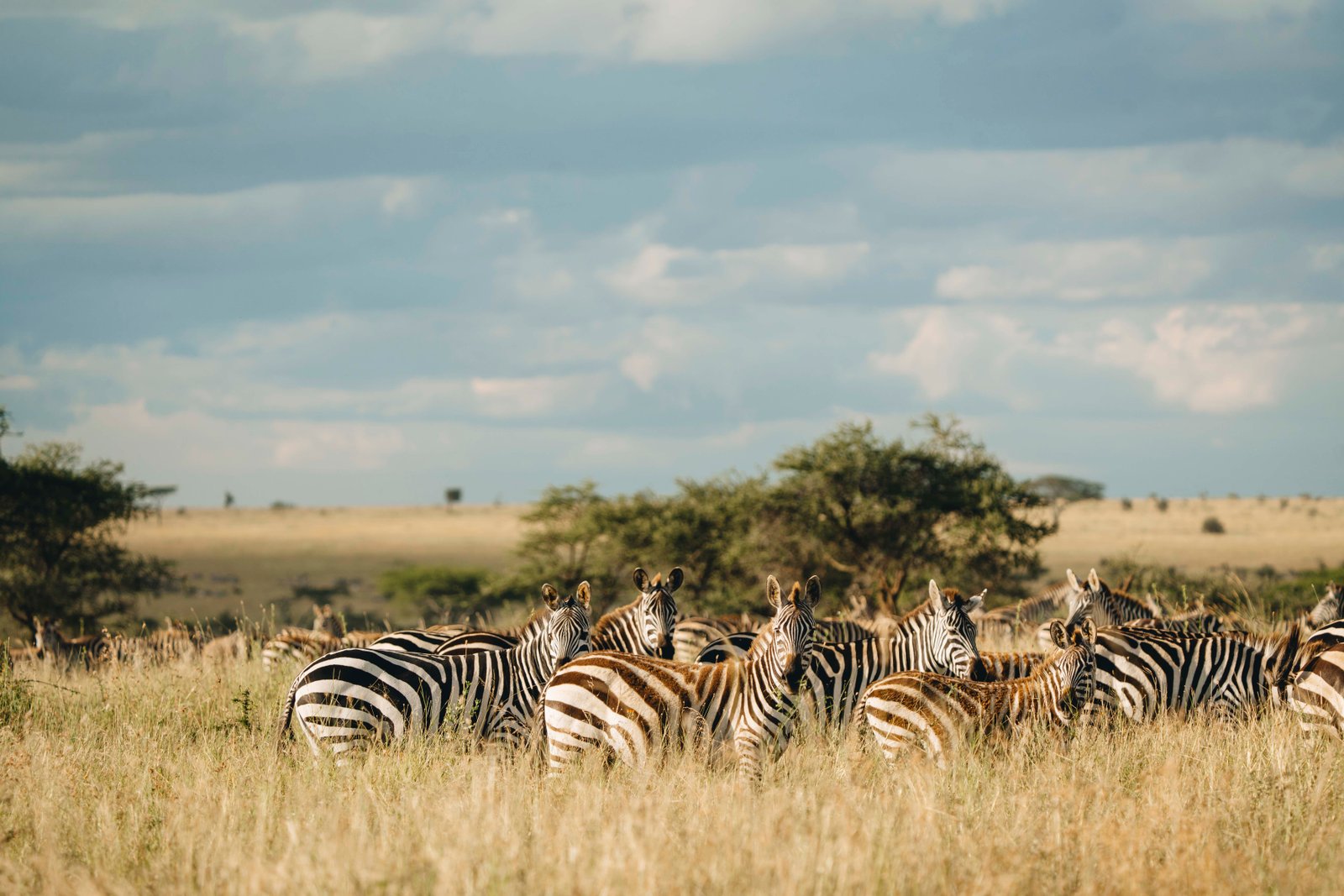 10 DAYS GREAT MIGRATION SAFARI