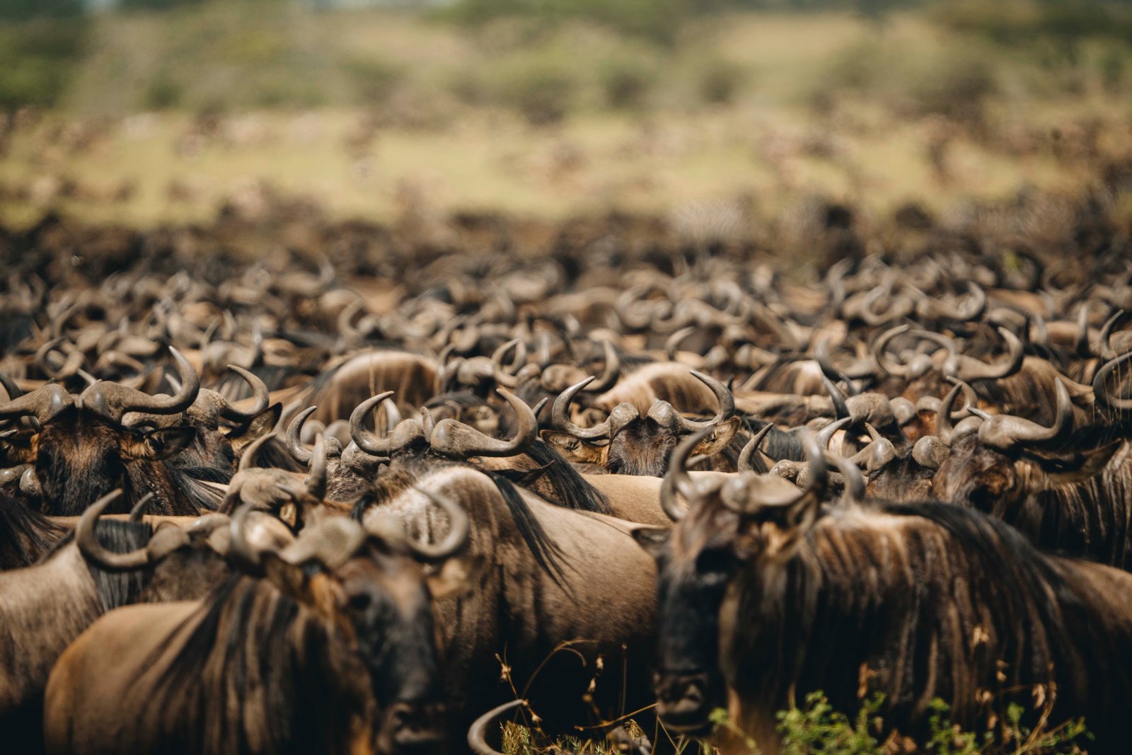 9 DAYS GREAT MIGRATION SAFARI