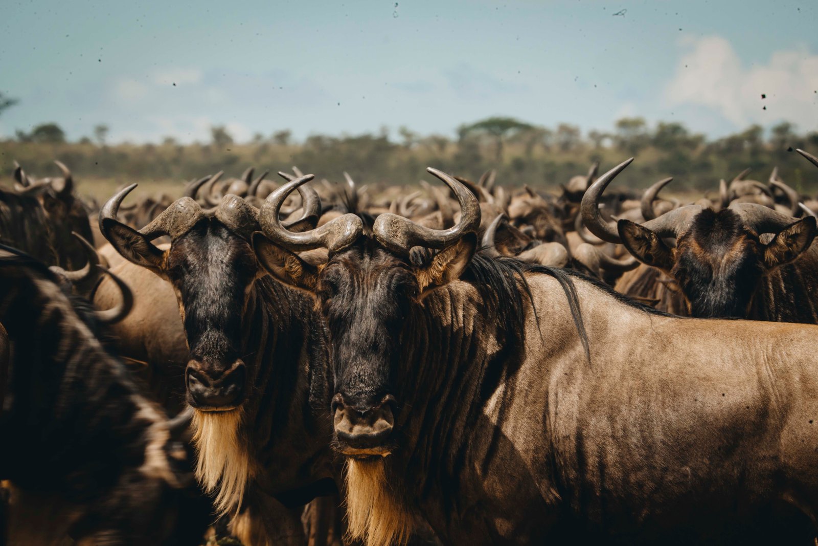 8 DAYS GREAT MIGRATION SAFARI