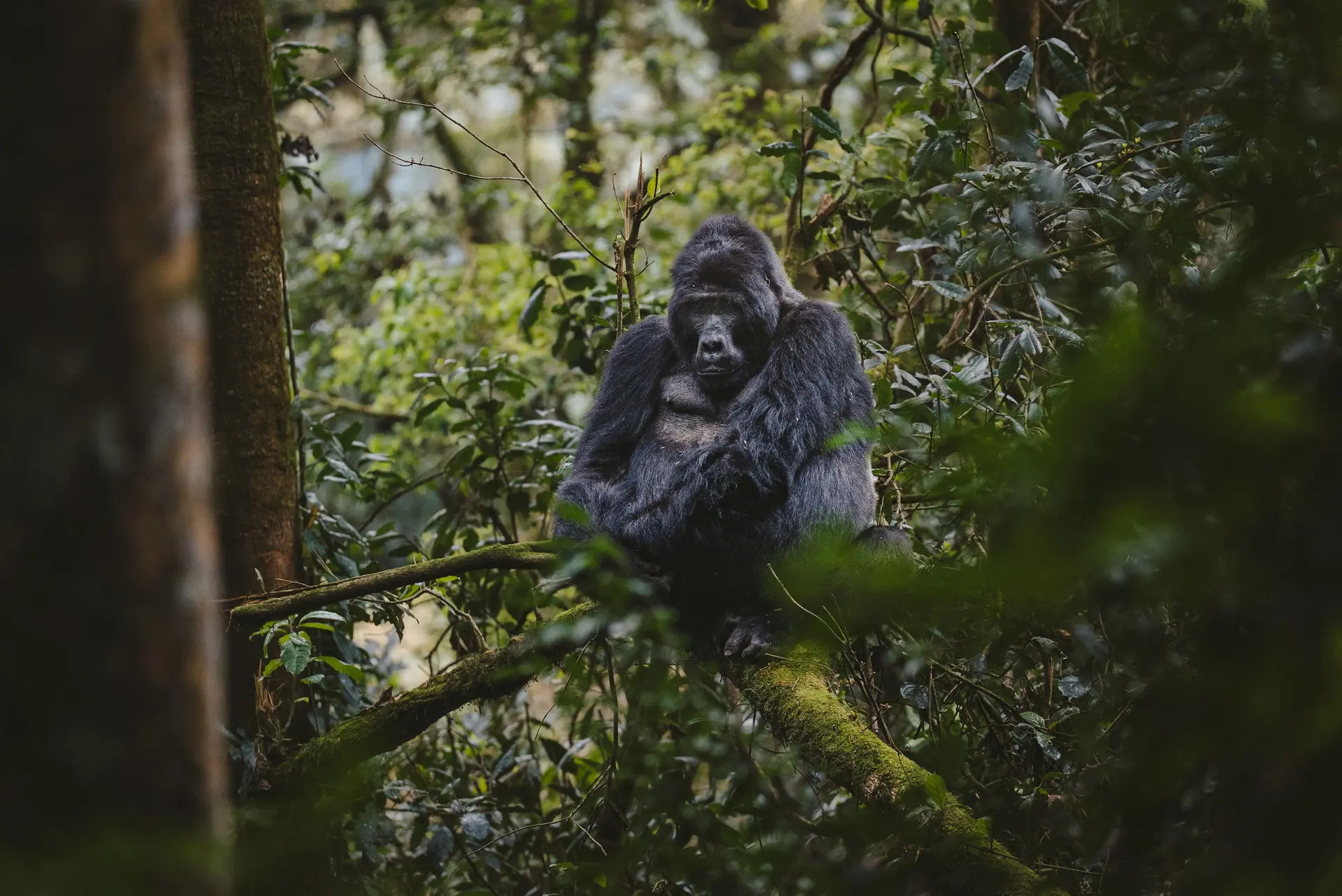 Gombe Stream Chimpanzee Trekking | Tanzania Safaris - Destination, Tanzania