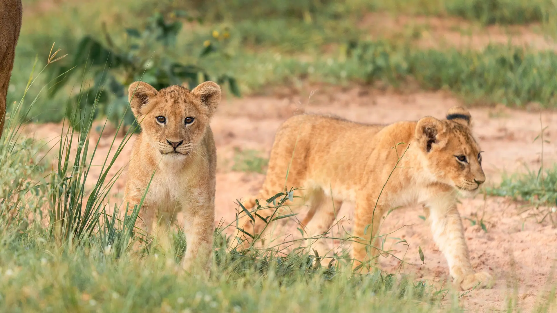 Katavi National Park | Remote Safari in Western Tanzania - Destination, Tanzania