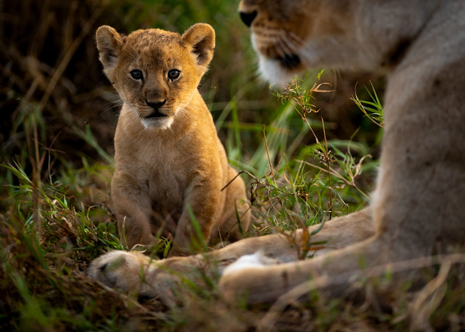 Tanzania Safari &ndash; 8‑Day Northern Serengeti Migration
