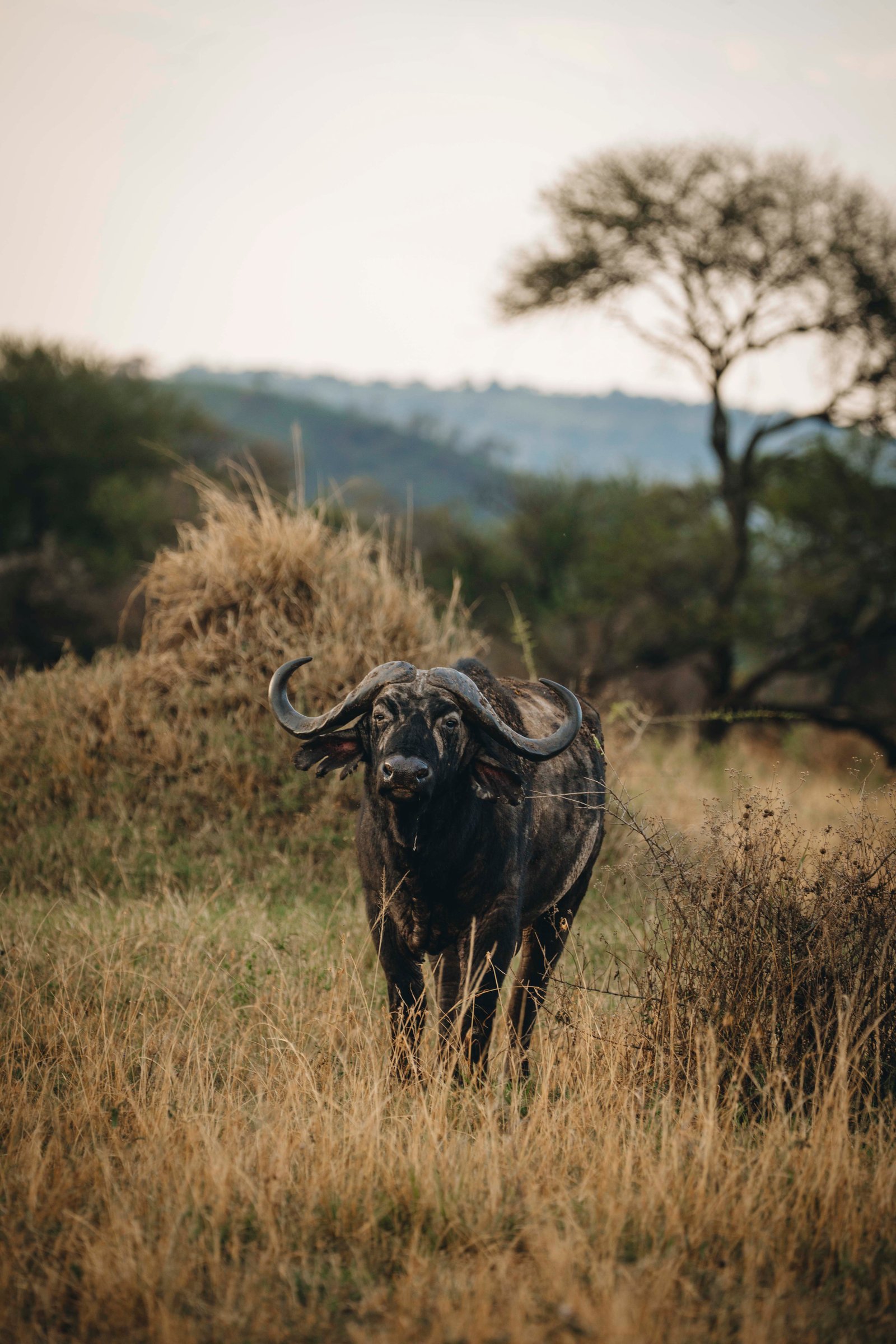 Luxury Tanzania Safari – 6‑Day Northern Adventure