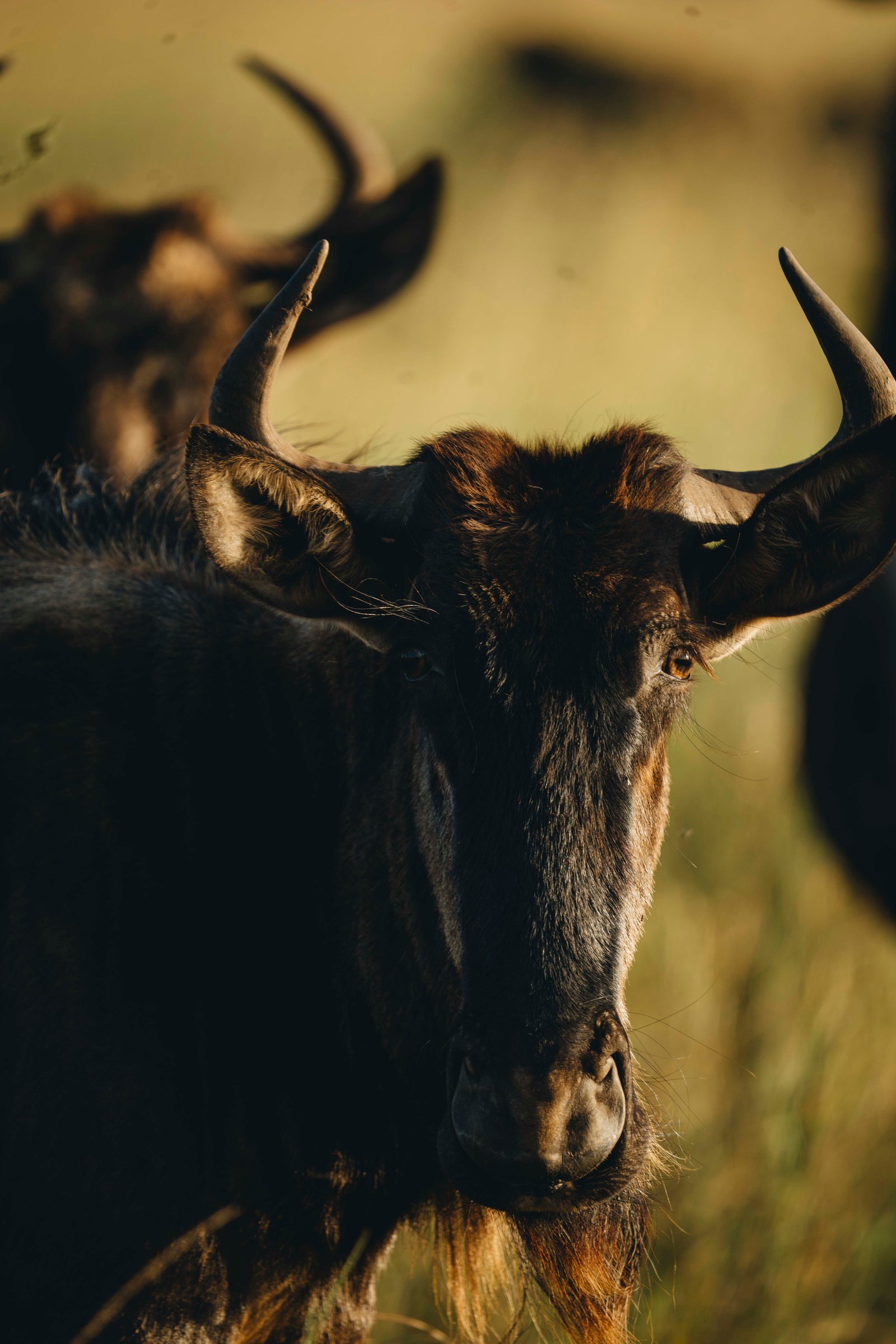 7 Day Tanzania Safari &ndash; Tarangire, Ndutu & Ngorongoro