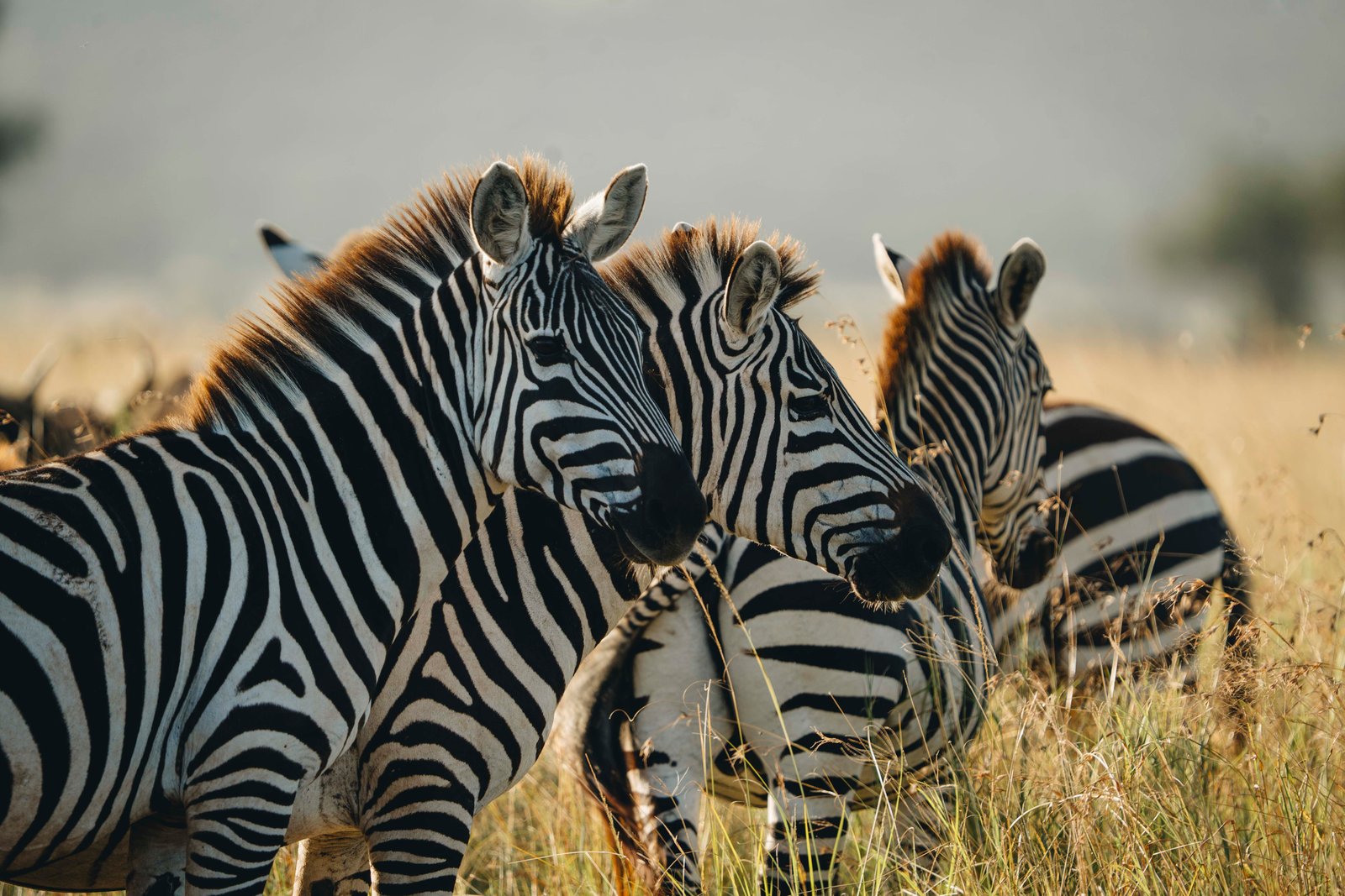 Northern Serengeti Safari &ndash; 6-Day Luxury Wilderness Escape