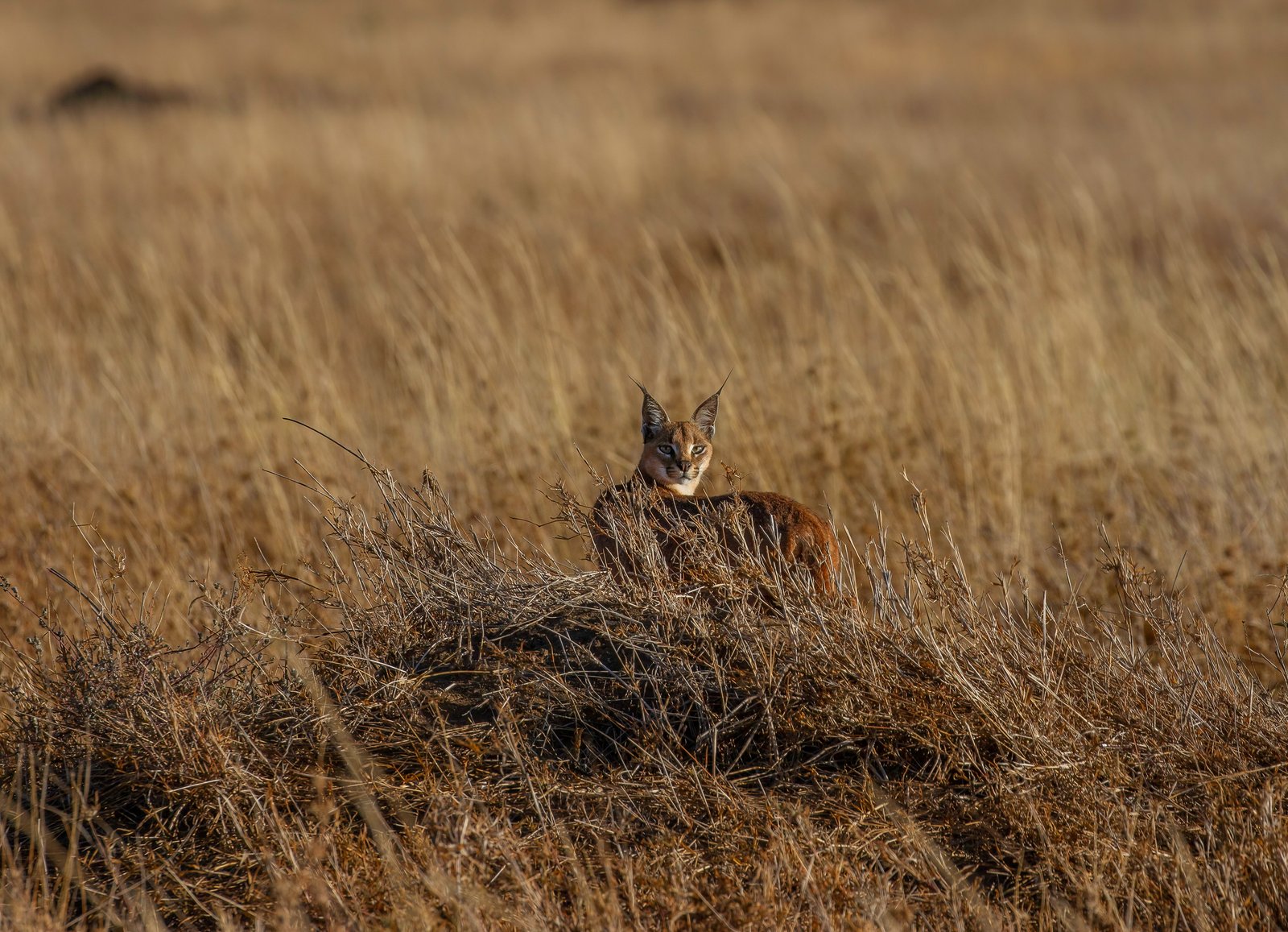 Luxury Serengeti Flight Safari &ndash; 4‑Day Escape