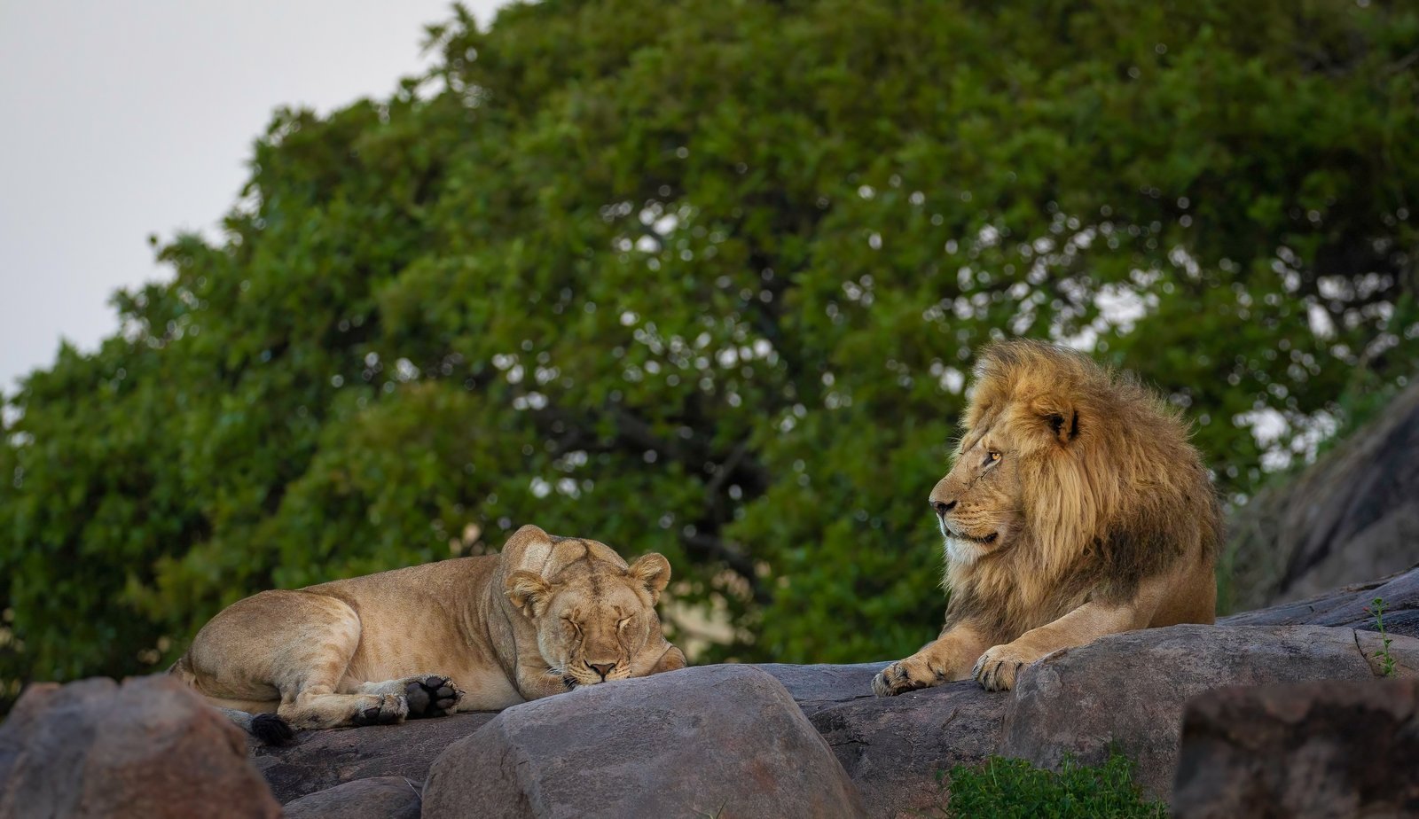 Luxury Serengeti Flight Safari &ndash; 6‑Day Wilderness Escape