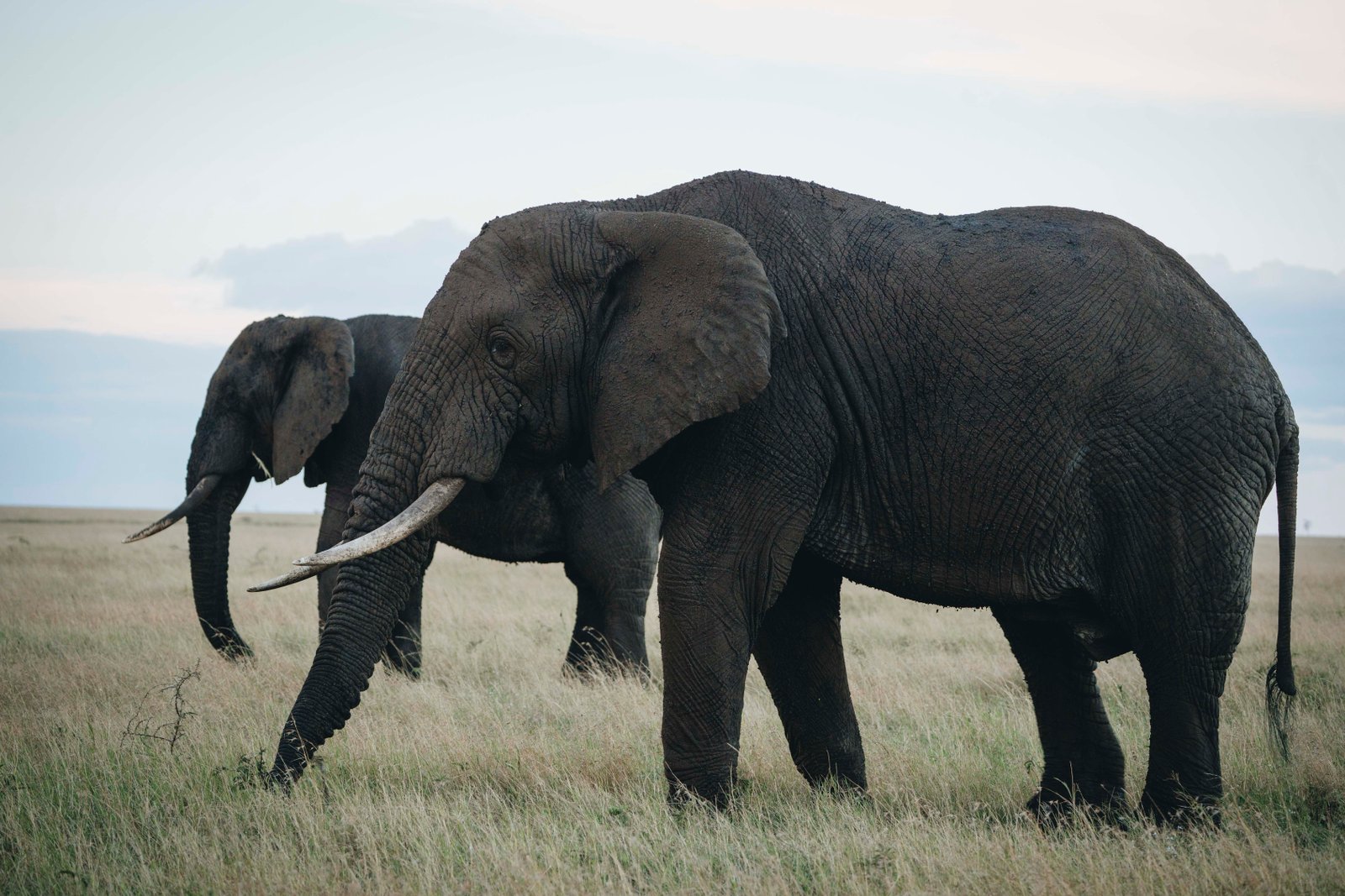 Luxury Tanzania Safari &ndash; 9‑Day Premium Adventure