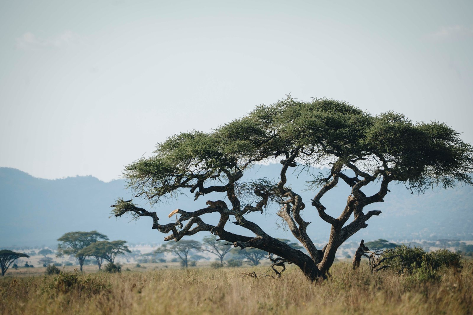 8 Day Tanzania Safari &ndash; Serengeti, Ngorongoro & Tarangire