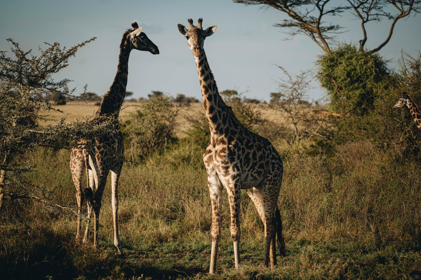 Calving Season Safari &ndash; 8‑Day Serengeti & Ngorongoro