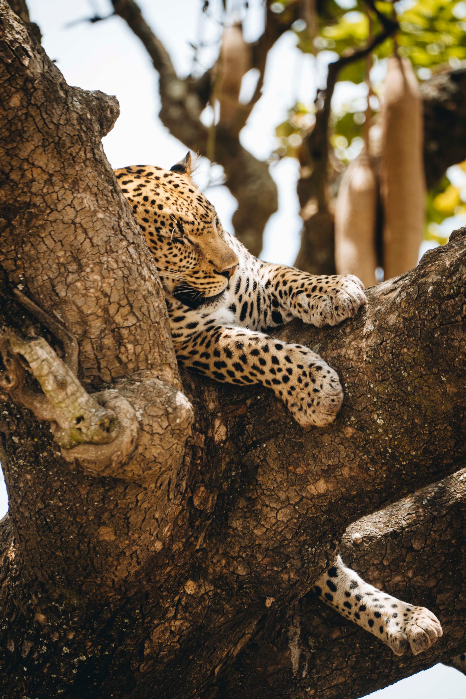 7 Day Tanzania Safari &ndash; Nyerere, Mikumi & Ruaha Adventure