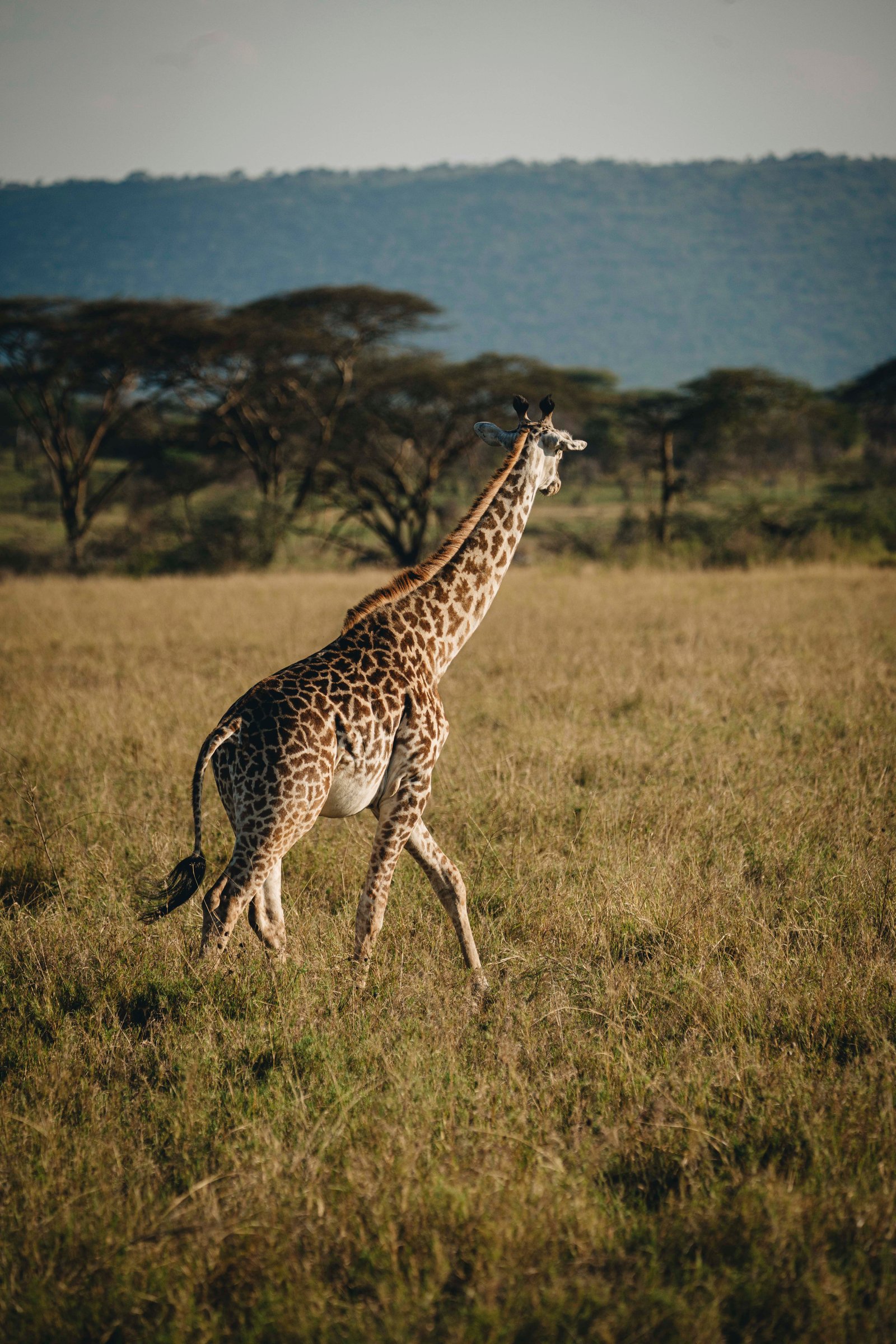 7 Day Tanzania Safari &ndash; Classic 7‑Night Adventure